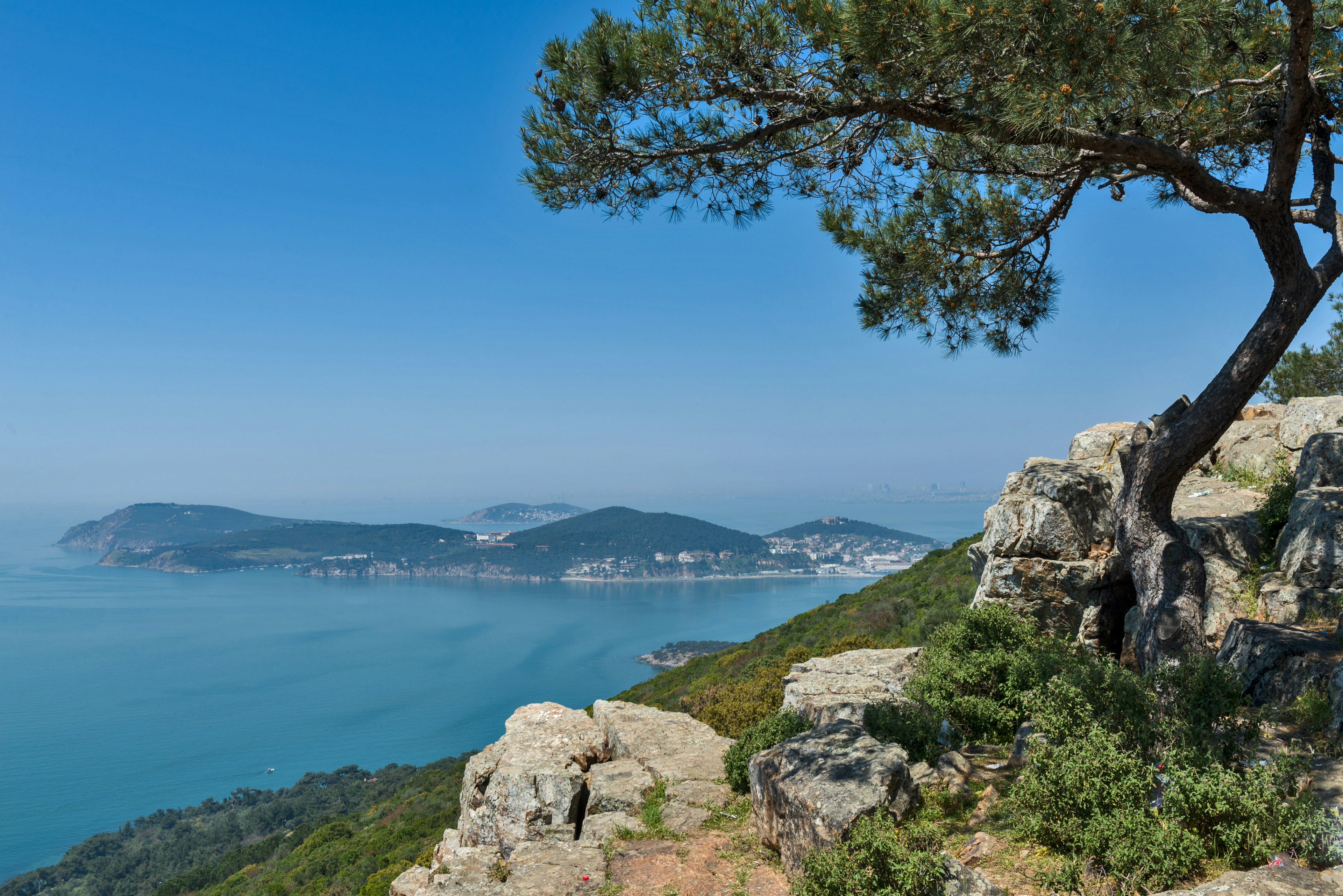 Tree on a rocky cliff on Büyükada, the largest of the nine Princes' Islands in the Sea of Marmara, Turkey