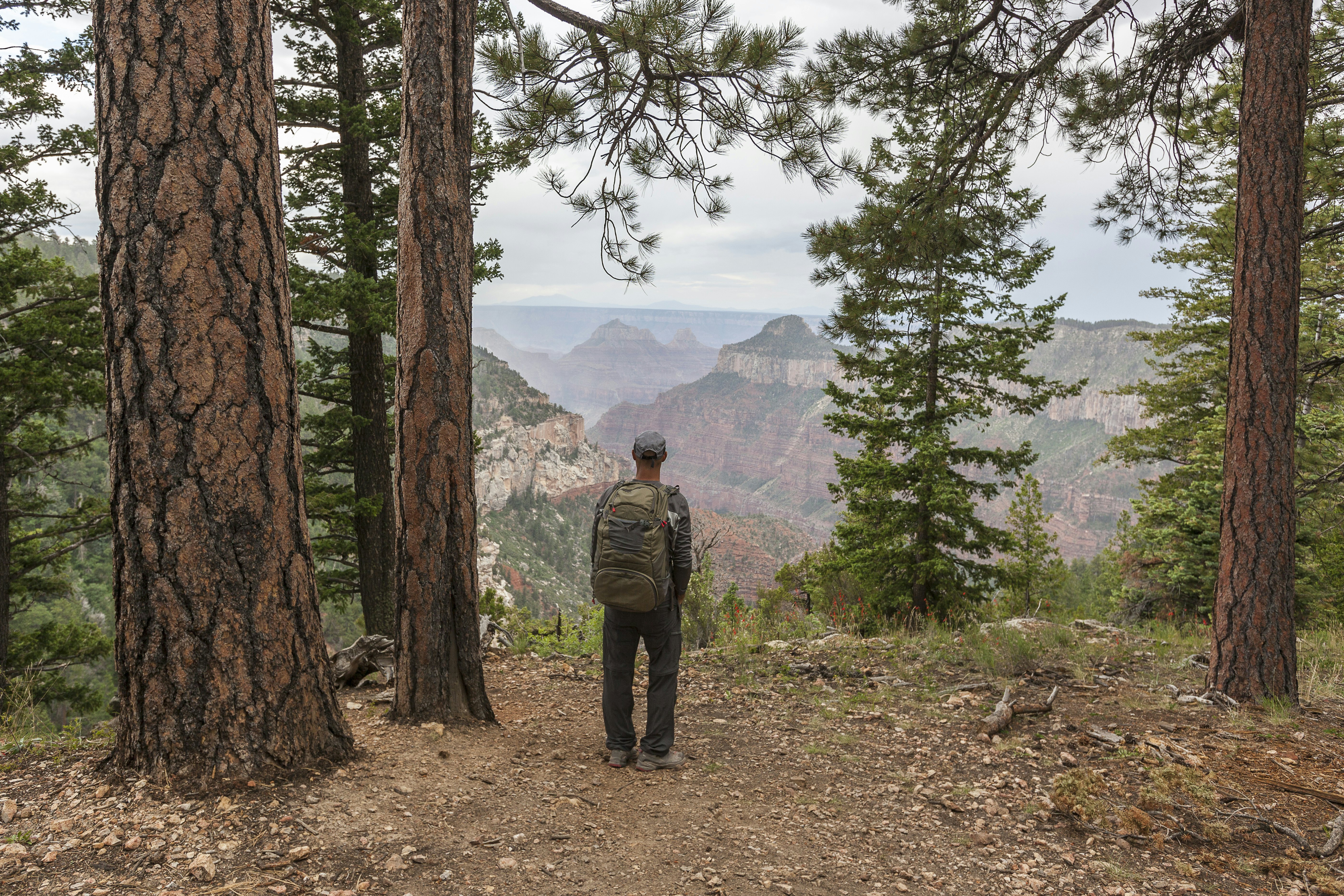 Man hiking trail in Grand Canyon
People Adventure Freedom Getting Away From It All Environment Nature Vacations Travel Destinations Horizontal Full Length Outdoors 40-44 Years Rear View Hiking Caucasian Ethnicity Standing USA Famous Place Tree Day Arizona Grand Canyon National Park One Person Scenics Healthy Lifestyle Backpack Adult Mature Adult Color Image North Rim Remote Weekend Activities Men Mature Men One Mature Man Only Only Men One Man Only Leisure Activity Photography Travel Adults Only widforss trail Mother Nature