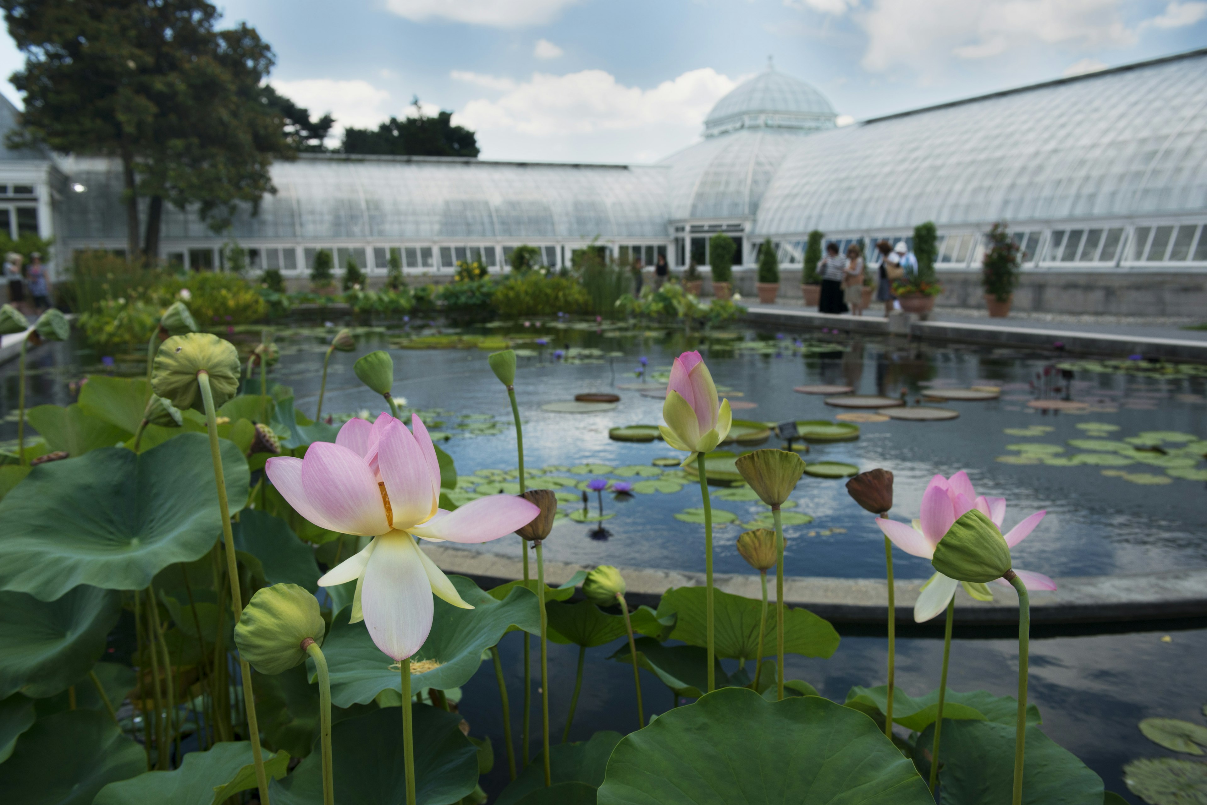 A close up of pink lily pads in the New York Botanical Garden