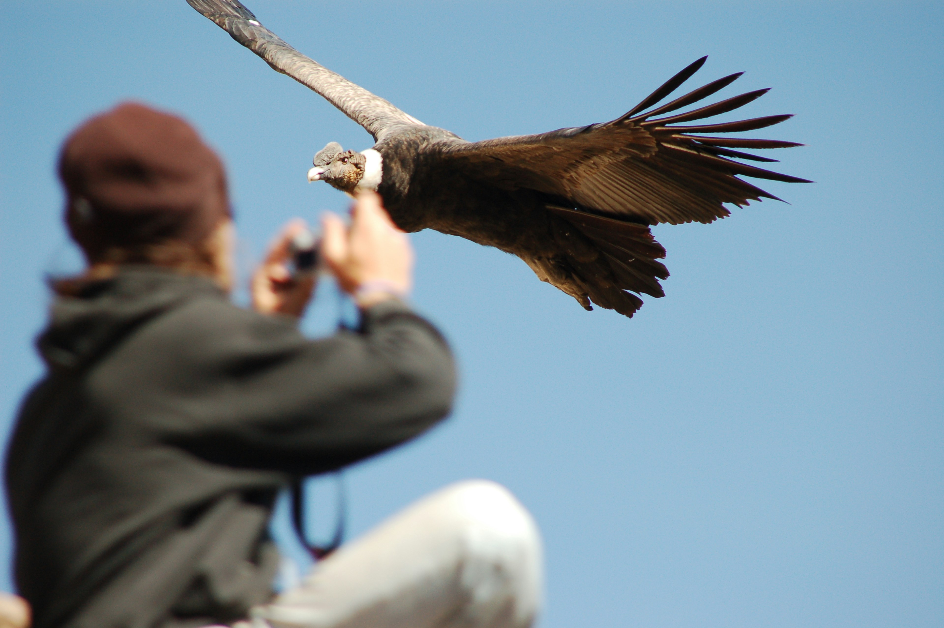 Photographer in front of a condor in the Colca Canyon, Peru