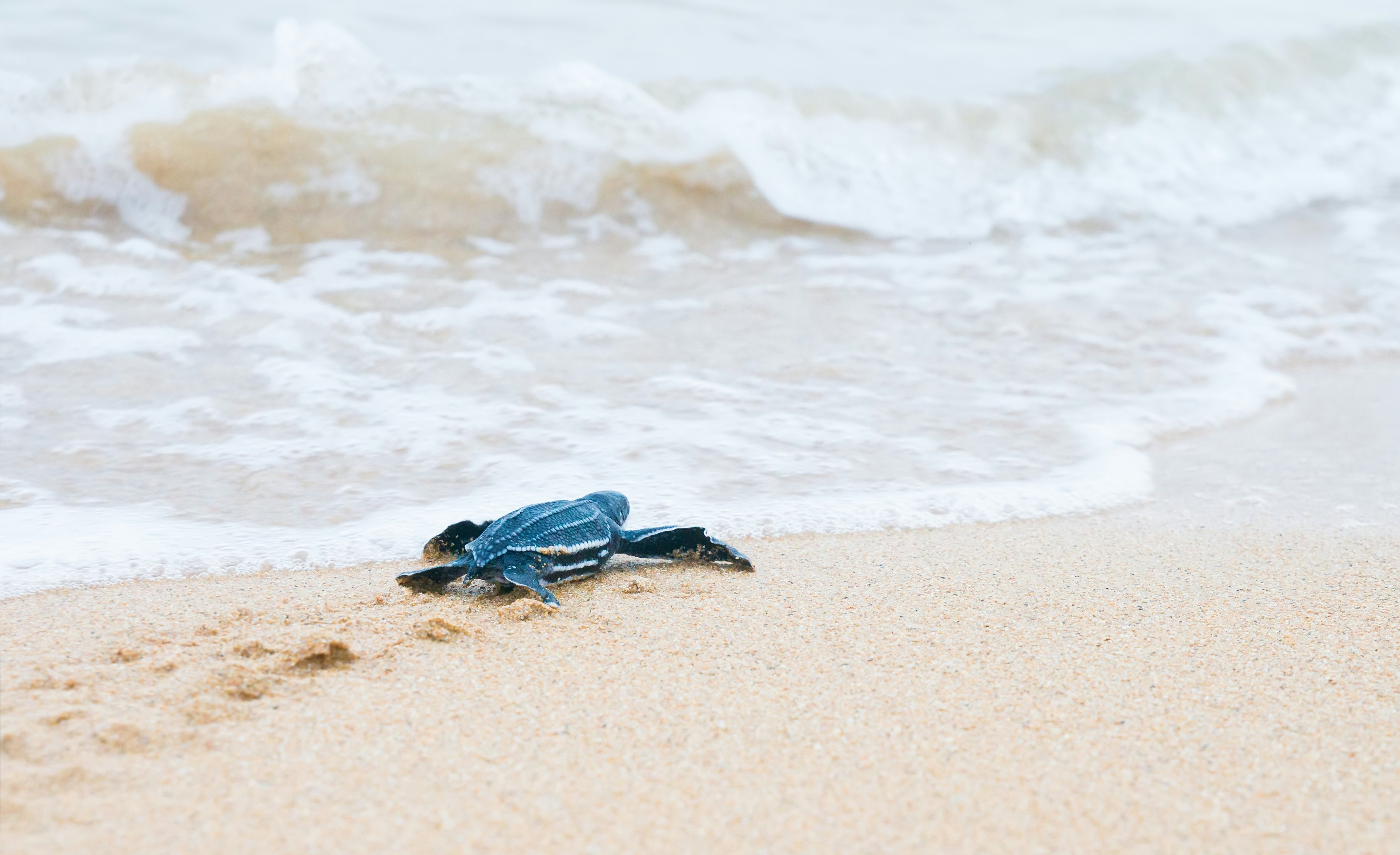 Newly hatched baby turtles crawl to the surf near Puerto Vallarta.