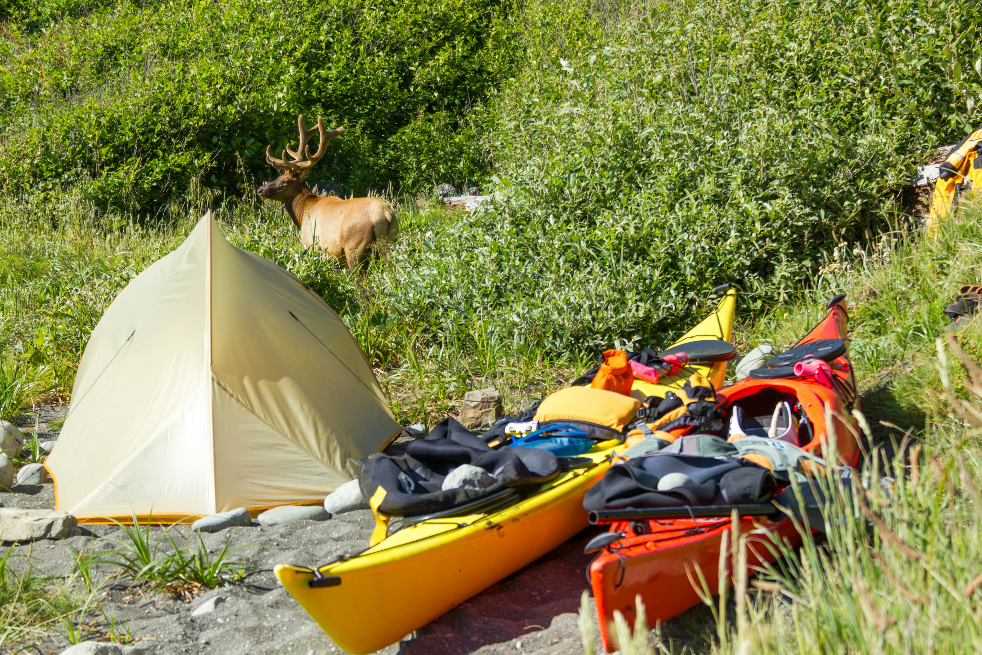 Two kayaks covered in gear are near a tent. A large elk stands beyond the tent at the edge of deep vegetation