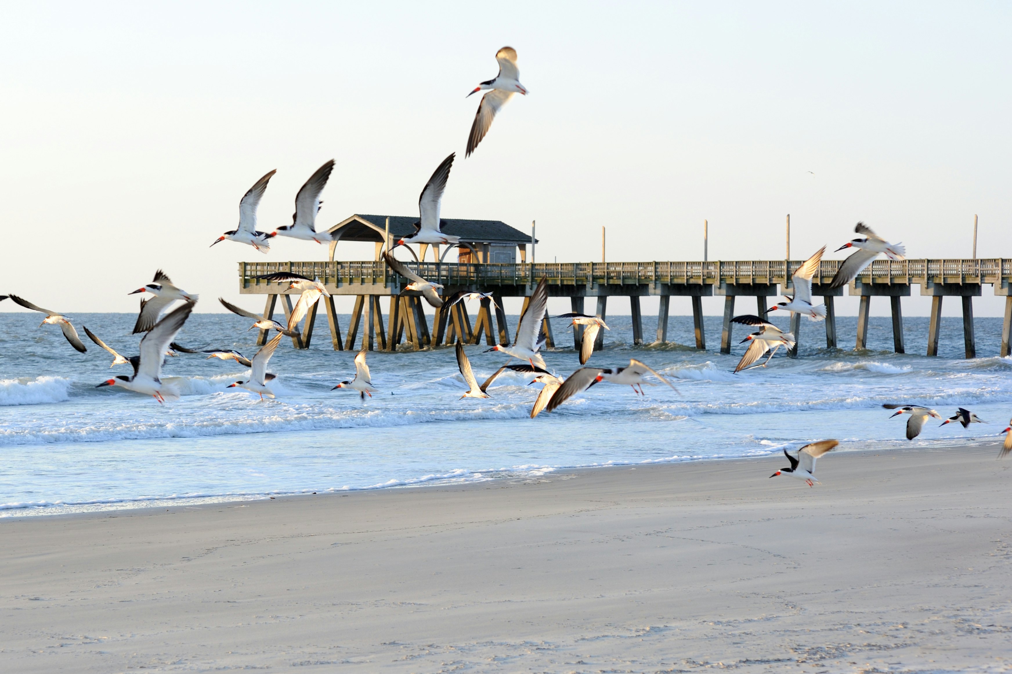 Seagulls at the beach near the pier on Tybee Island, Georgia