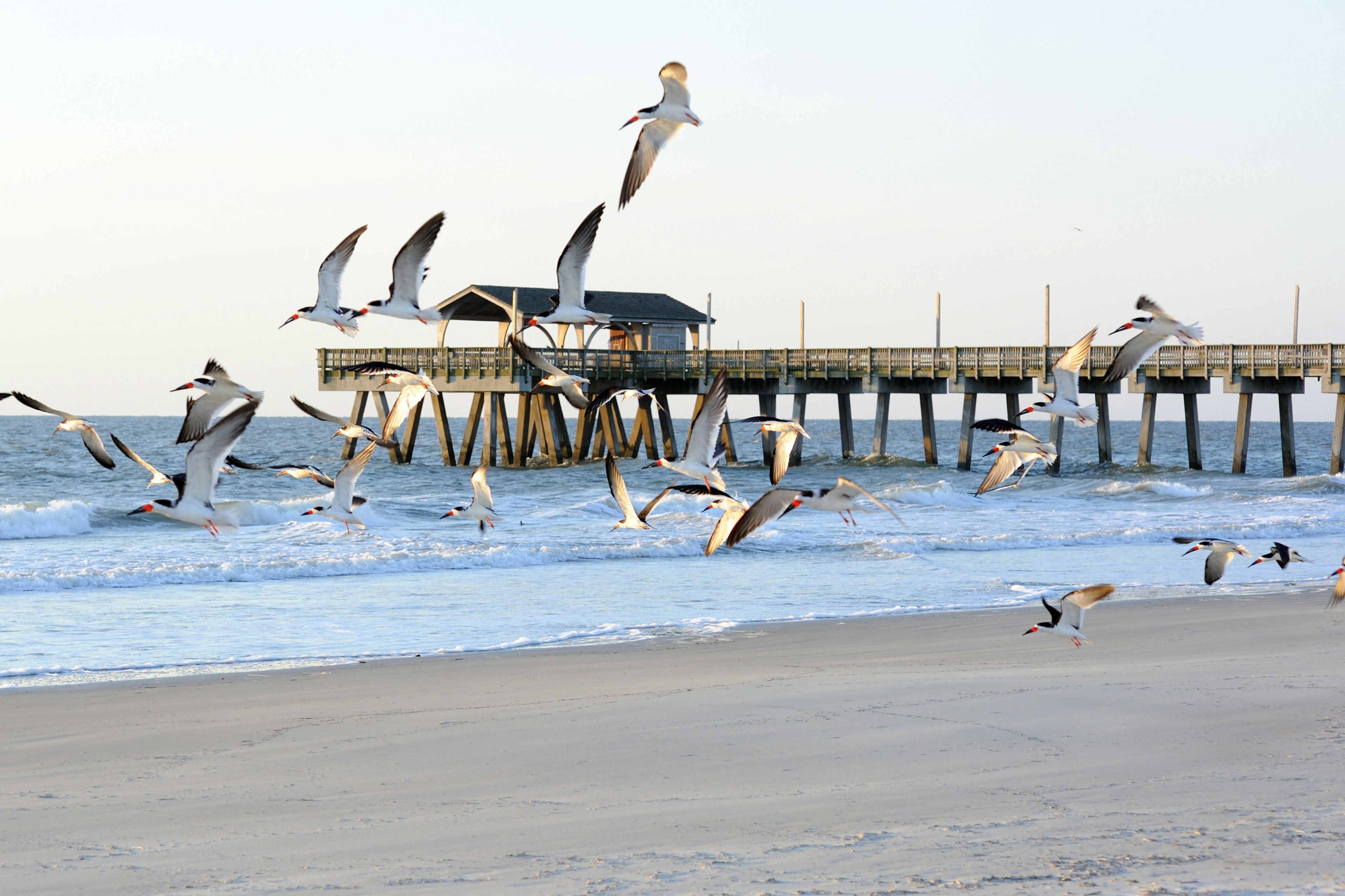 Flying Birds over Tybee Island Beach