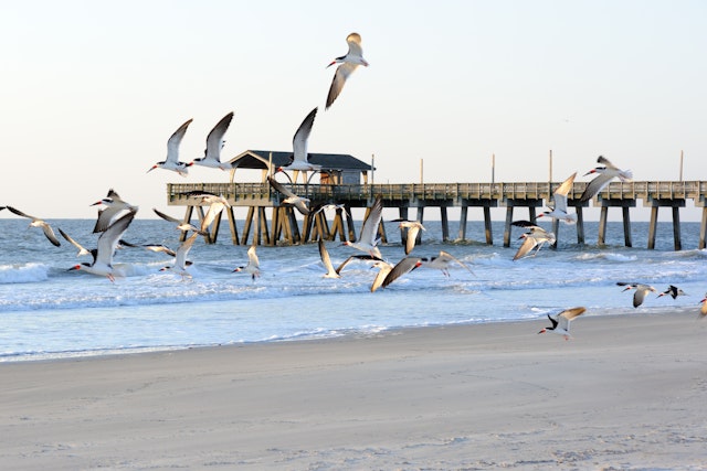 A flock of seabirds swoops over the sand. A pier is in the background.
