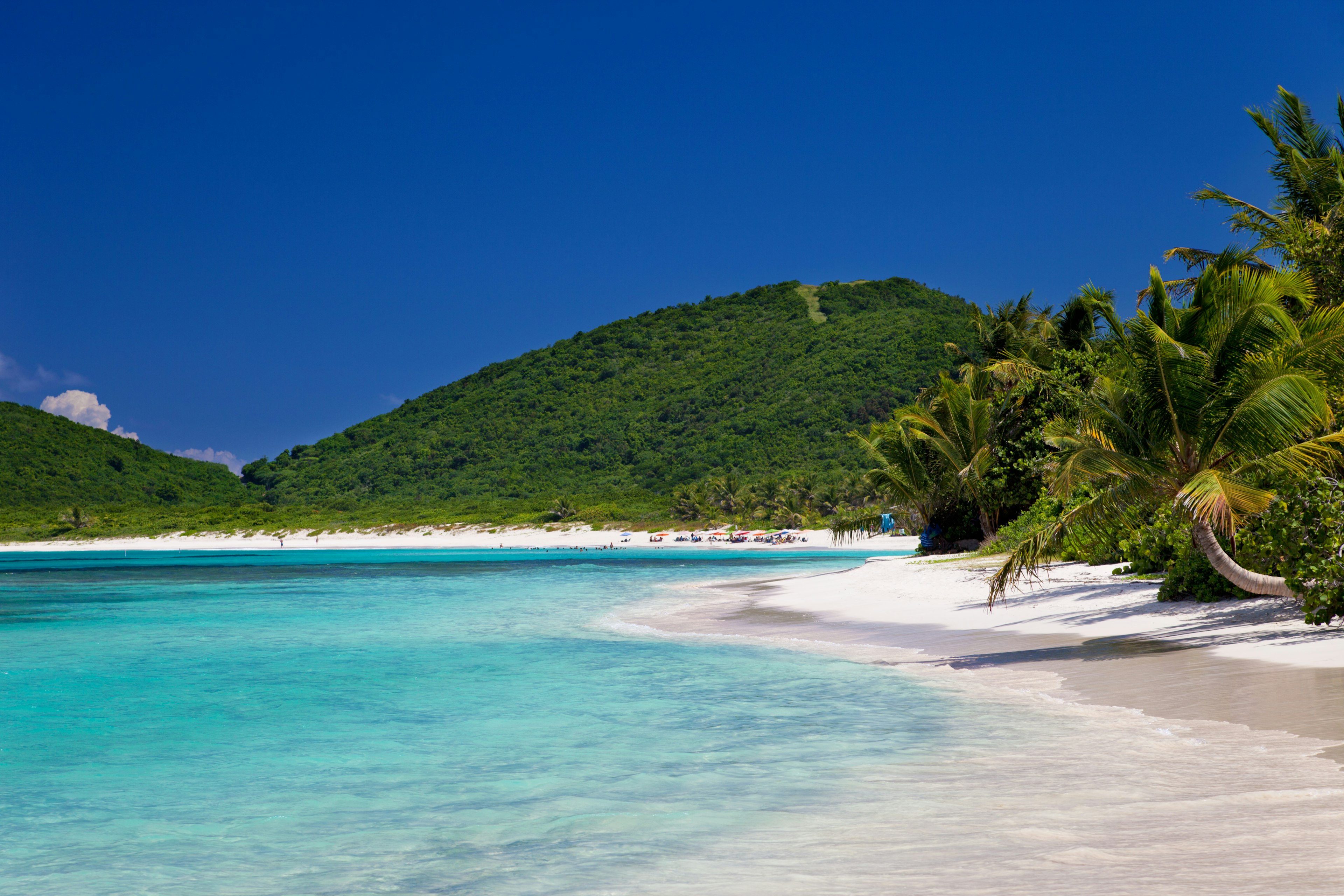 Palm trees near the water at Flamenco Beach on Culebra island, Puerto Rico