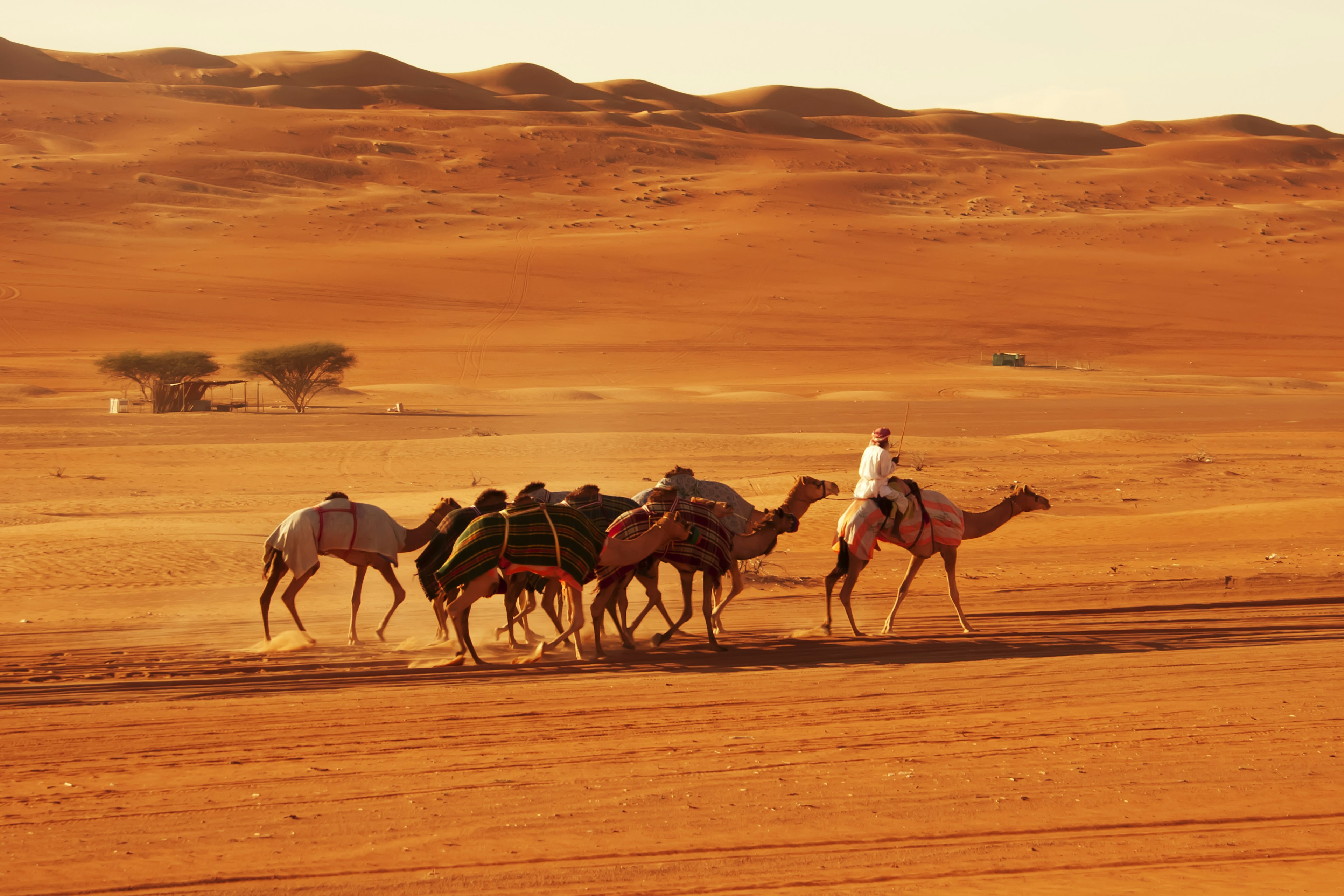 Bedouin and camels in desert in Wahiba Sands, Oman