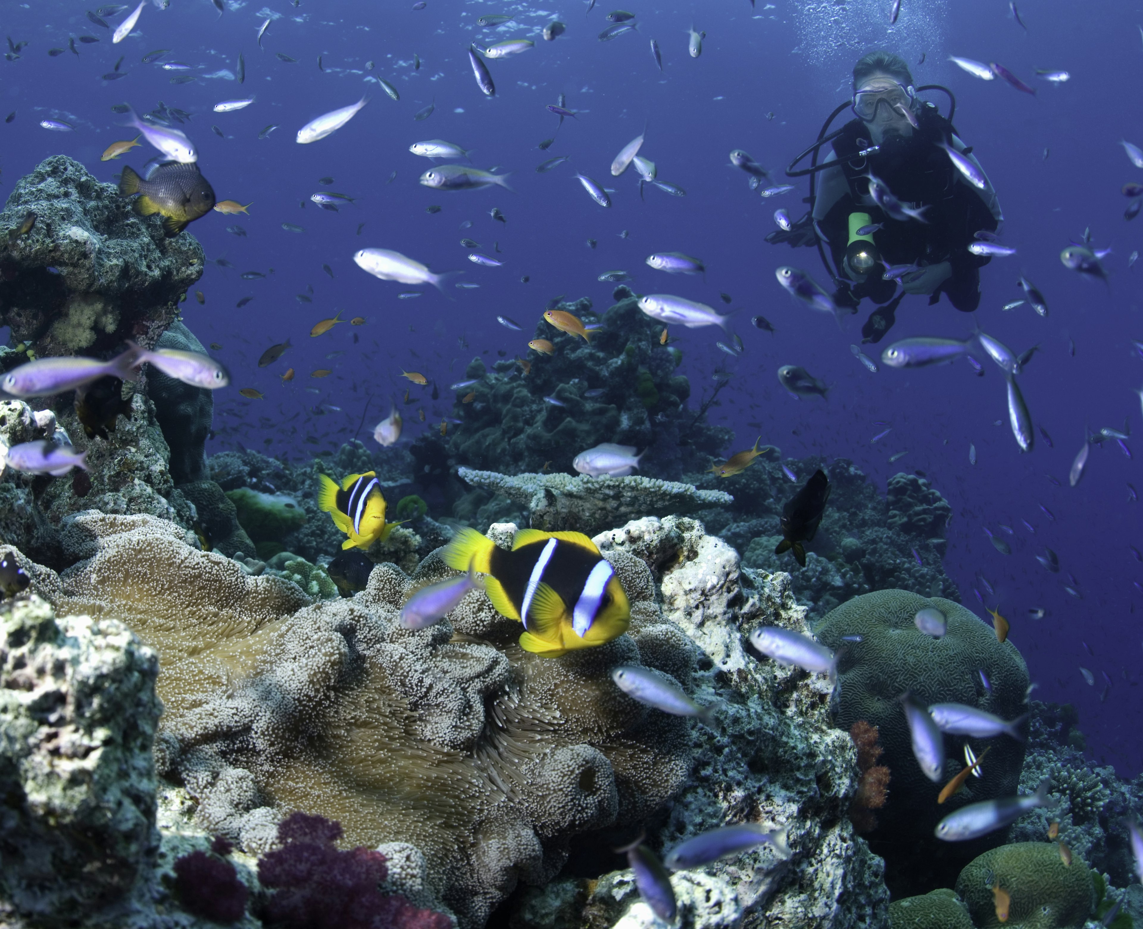 Fiji: female scuba diver watching anemonefish, underwater view