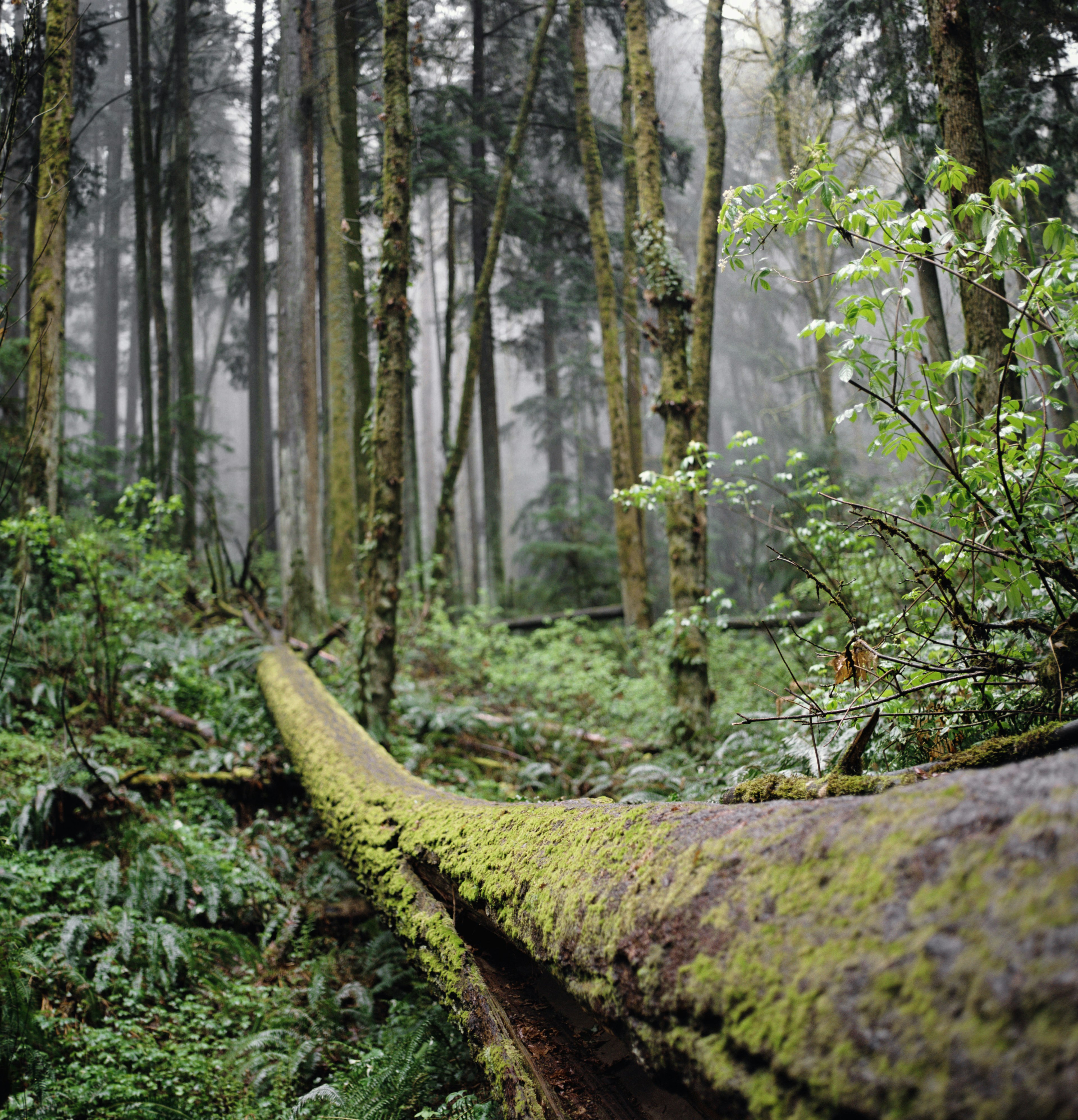 A moss-covered fallen trees lie beneath a misty, lush forest in Portland's Forest Park.