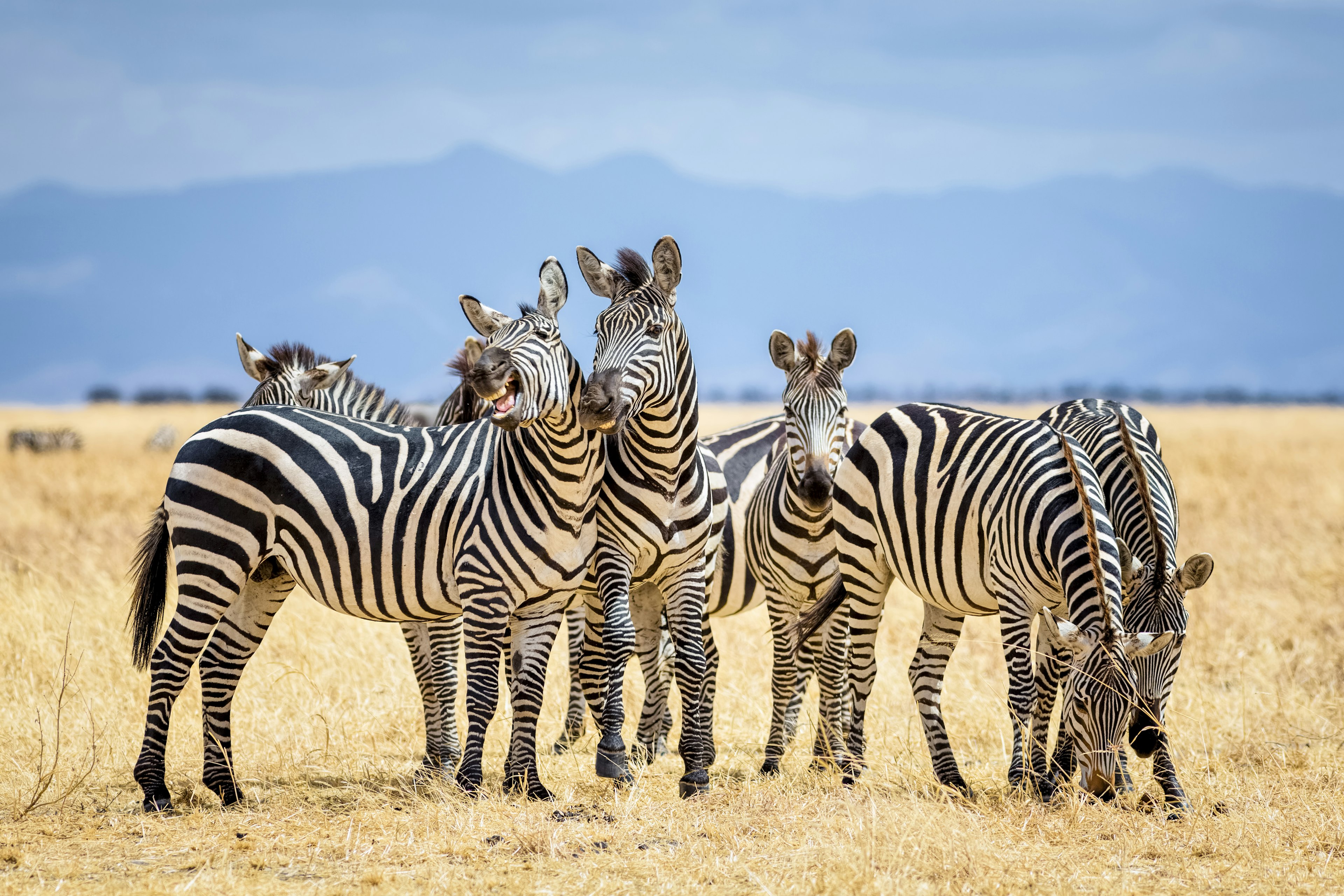 Zebras in Tarangire National Park / Tanzania