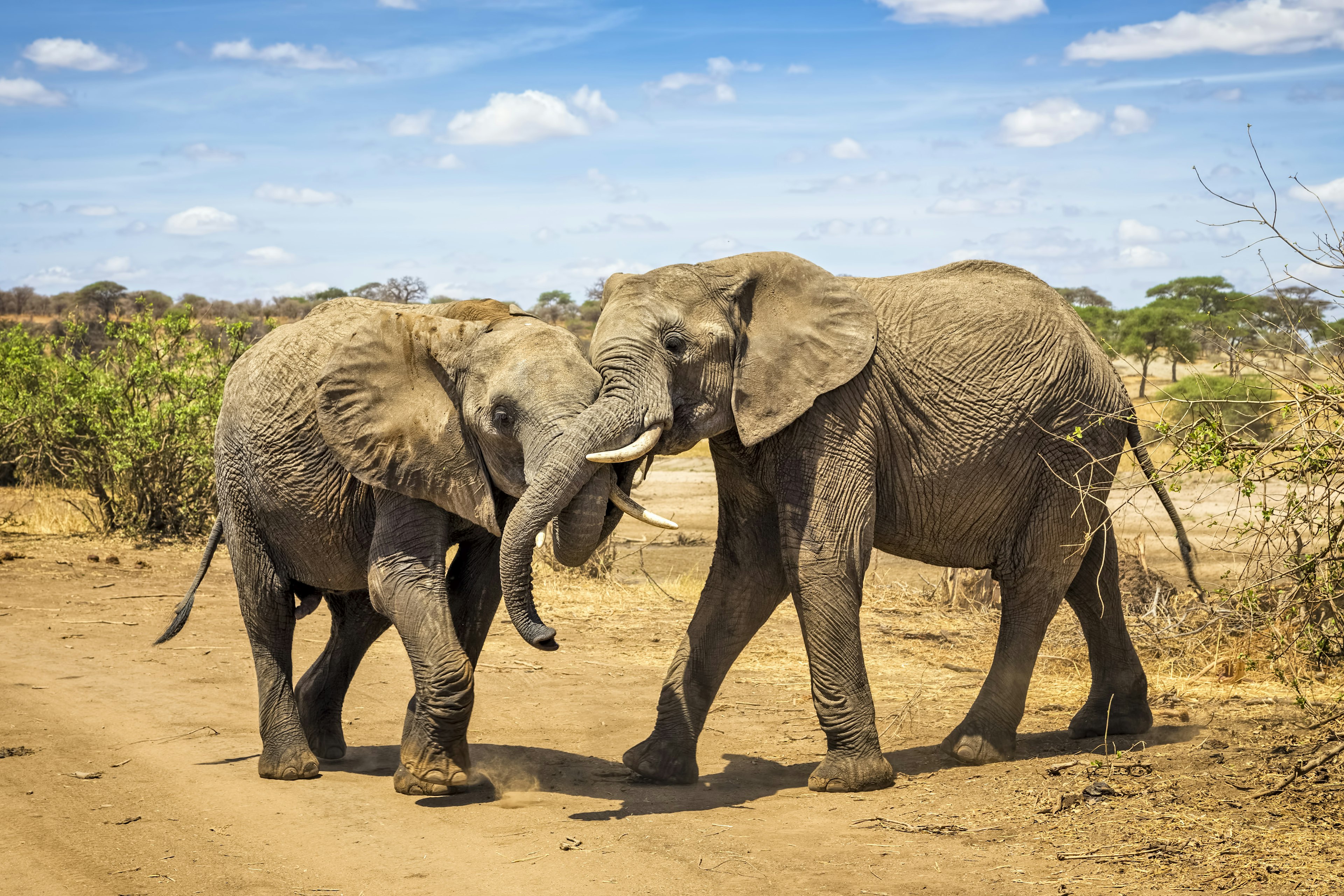 A pair of African bush elephant copulate in Tarangire National Park with blue skies in the background and soft cream savannah below