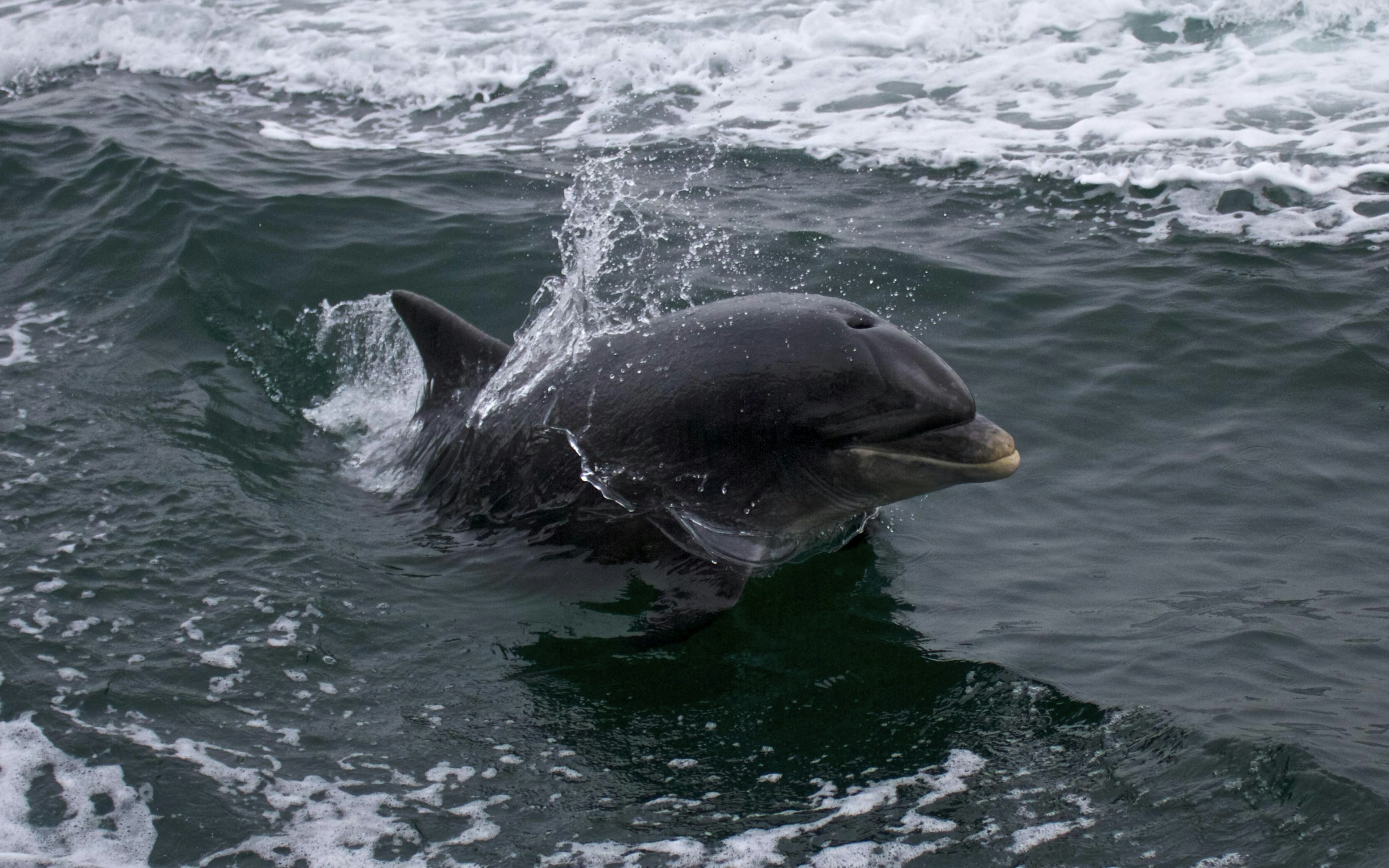 Dolphin in Ireland