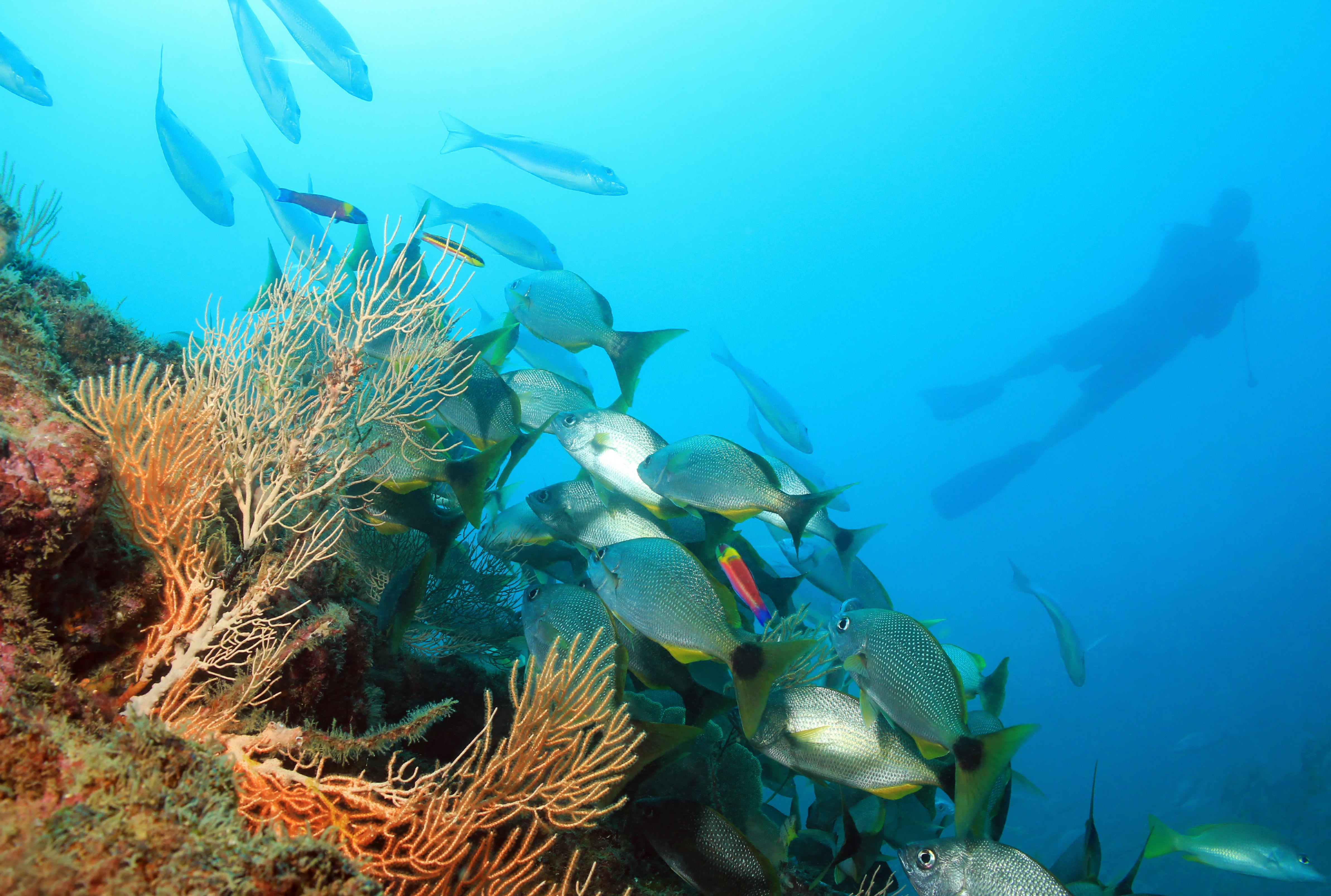 Diver exploring a coral reef at Isla del Caño, Costa Rica