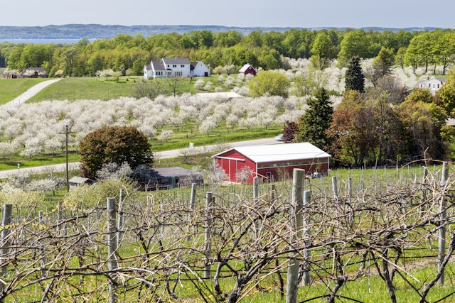 Cherry Blossom in Traverse City in Michigan