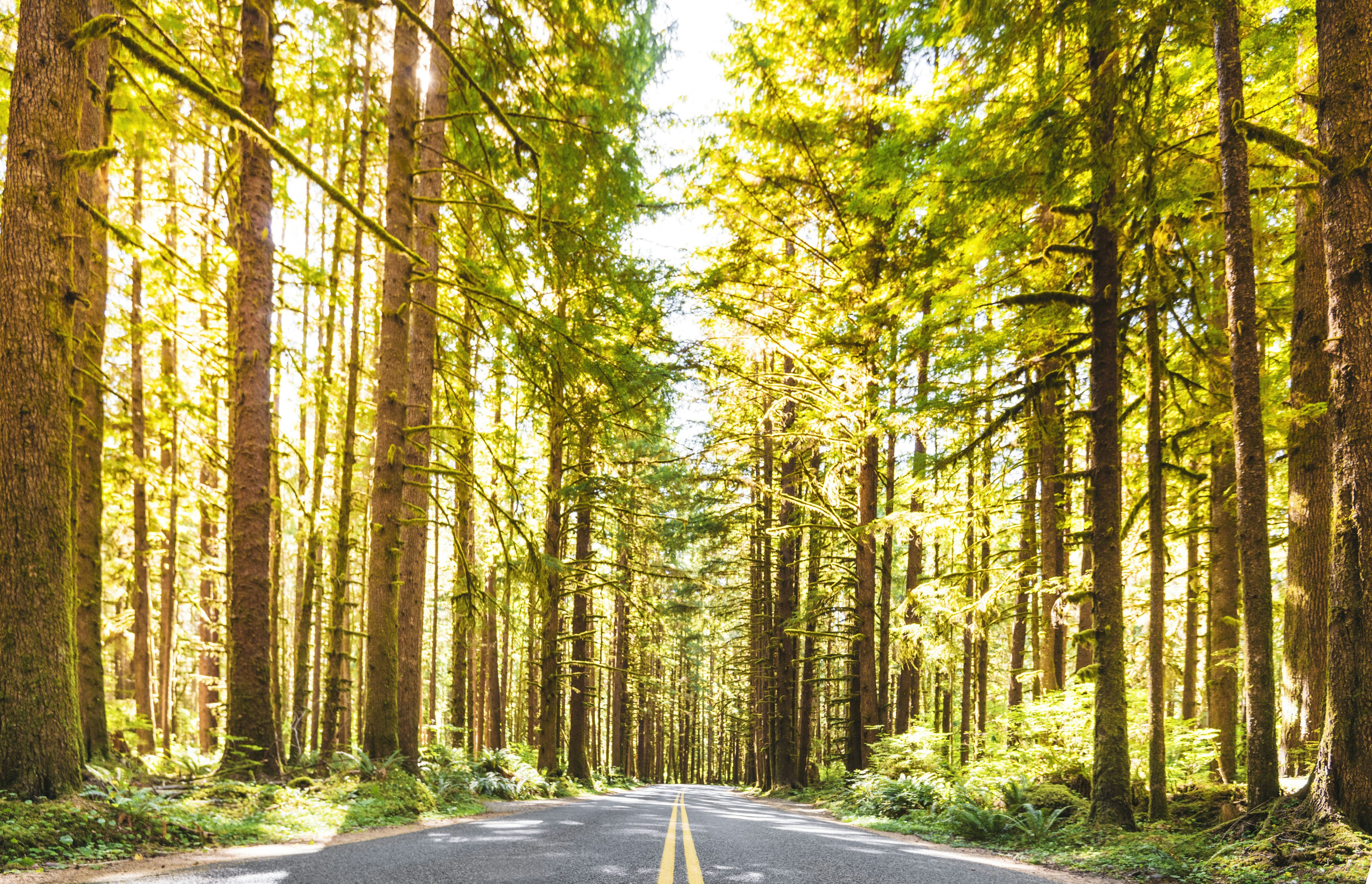 on the road on the sequoia woods