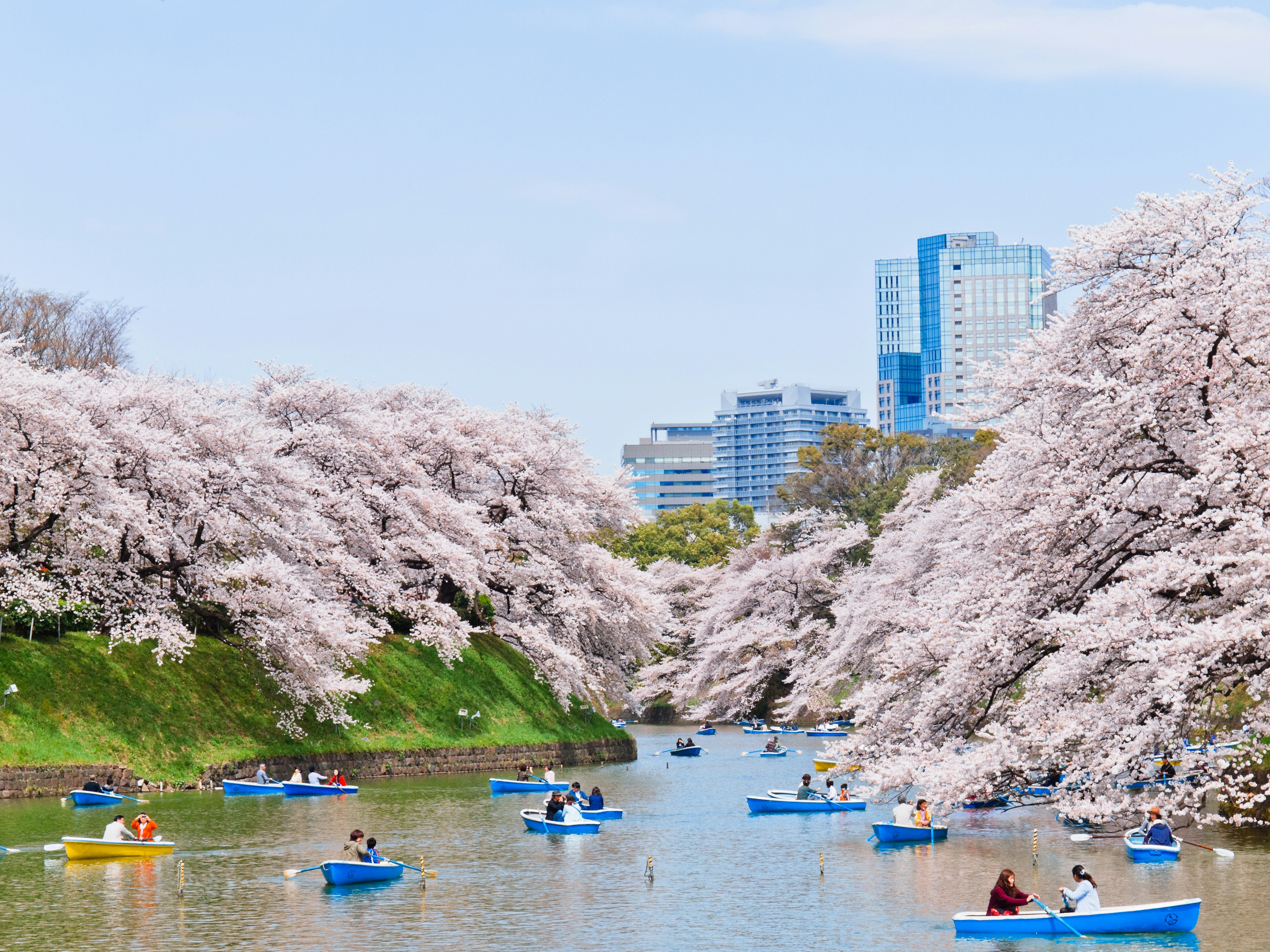 Boats going down a river lined with cherry blossom trees.