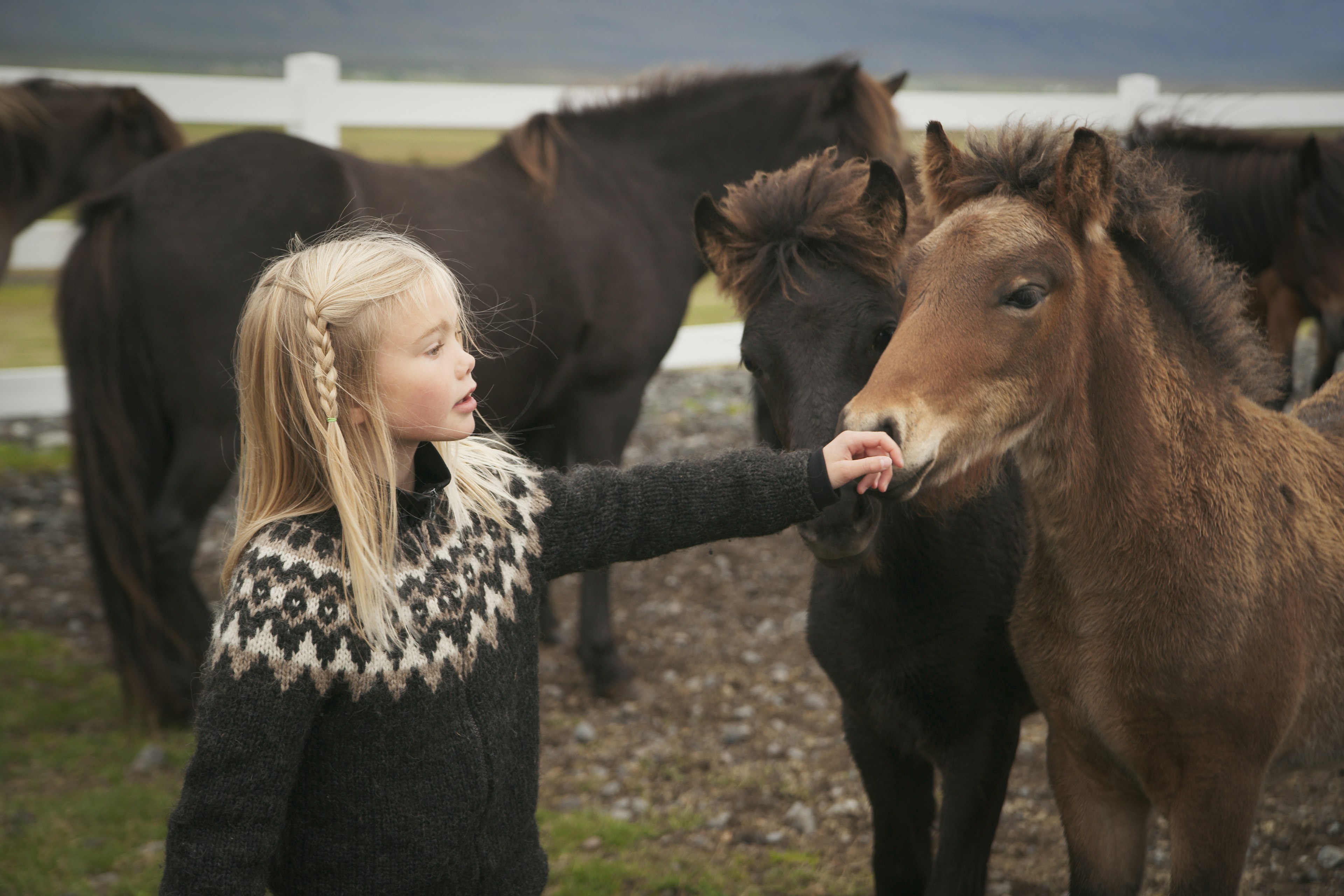 Blond Icelandic girl touches the nose of a pony