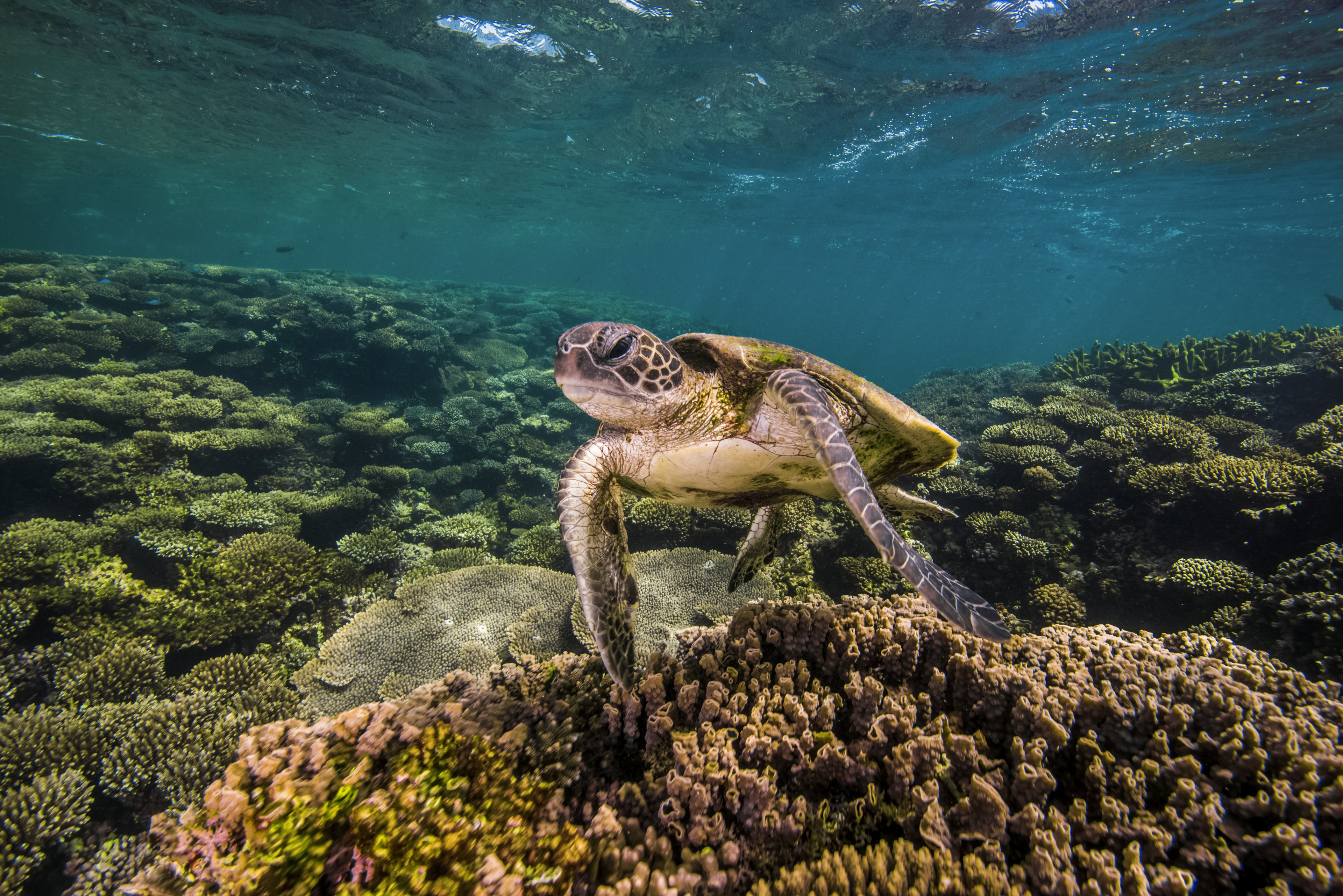 Marine turtles photographed off the coast of Australia.