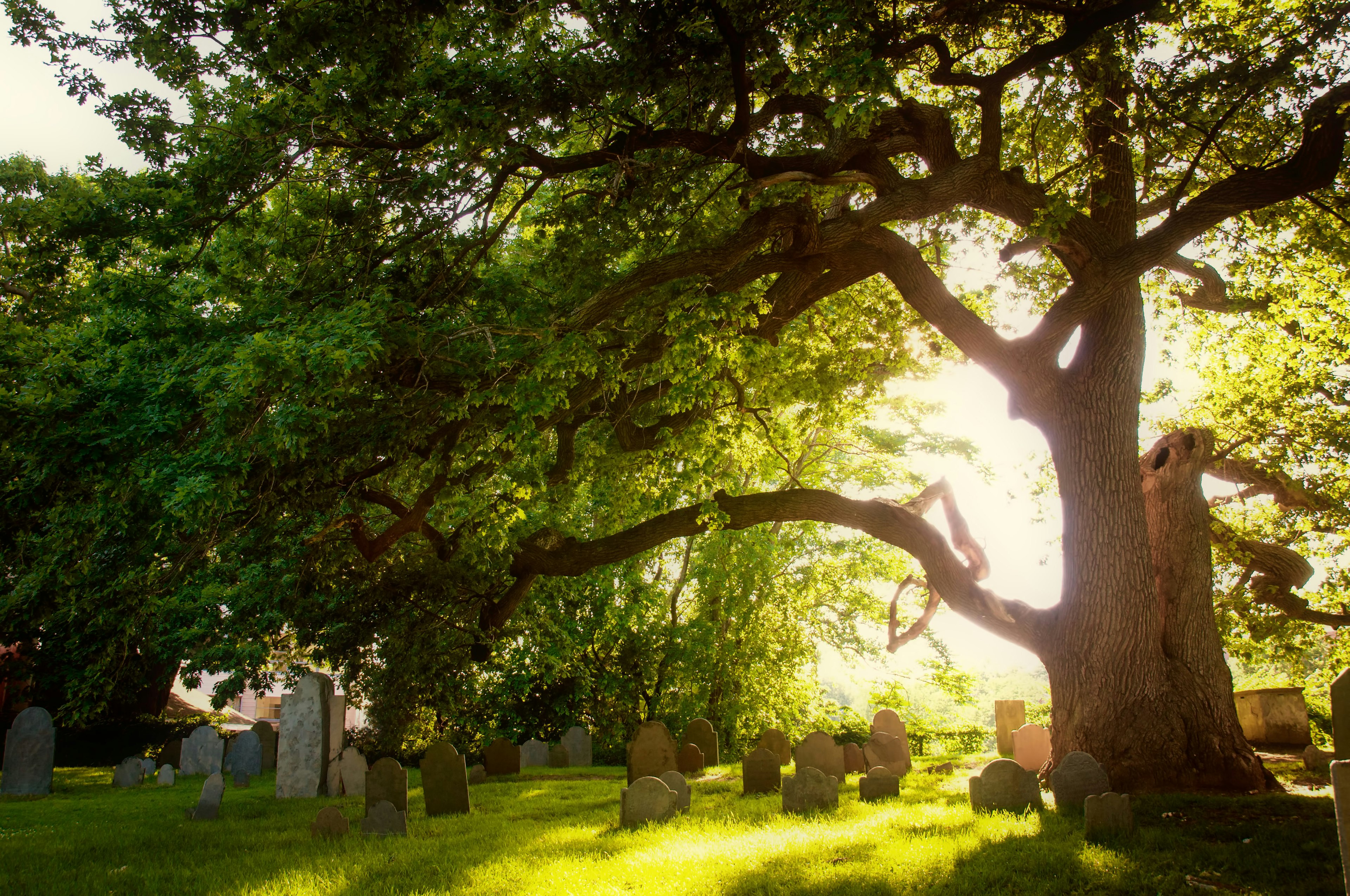 Sunlight streaming through the branches of a tree at a cemetery.