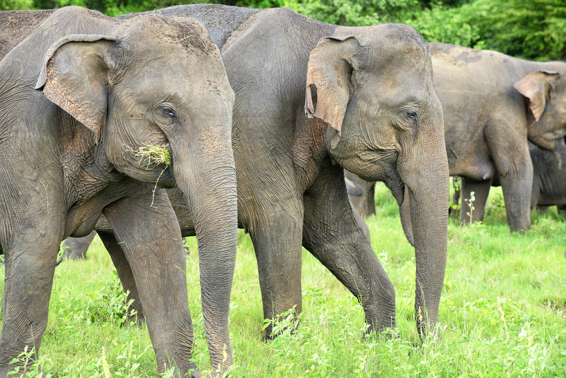 A group of elephants grazing at Minneriya National Park, Sri Lanka.