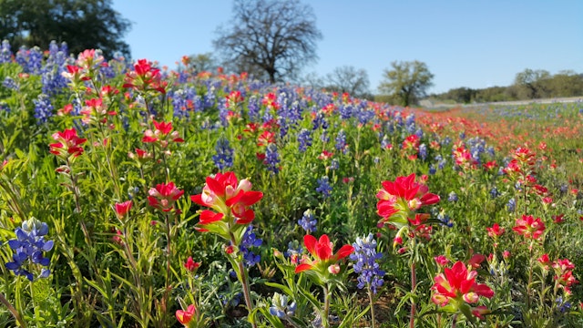 Colorful bluebonnets, Indian Paintbrushes and other wildflowers in Texas Hill Country