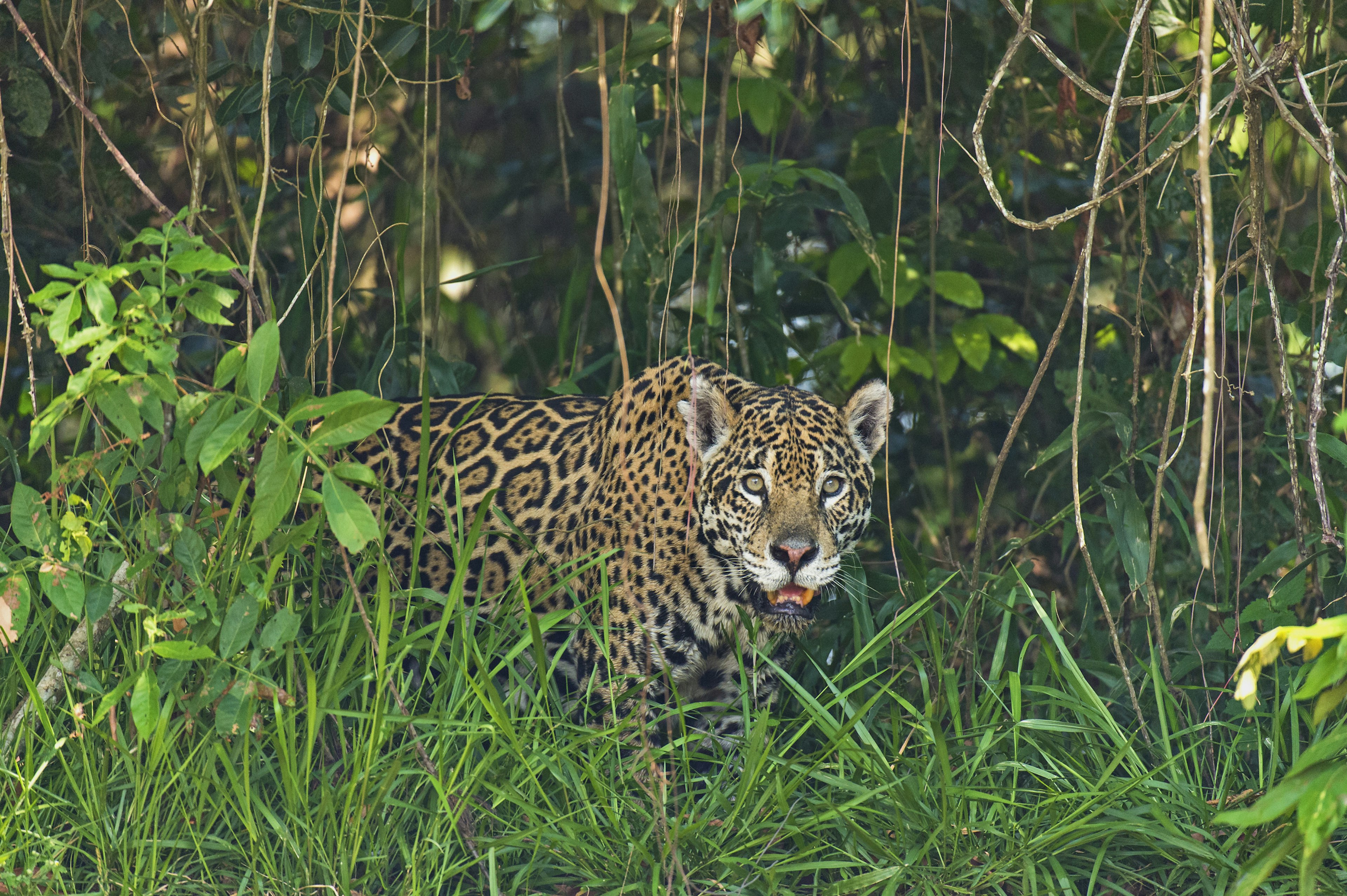 Wild jaguar walking through thick vegetation in Pantanal, Brazil