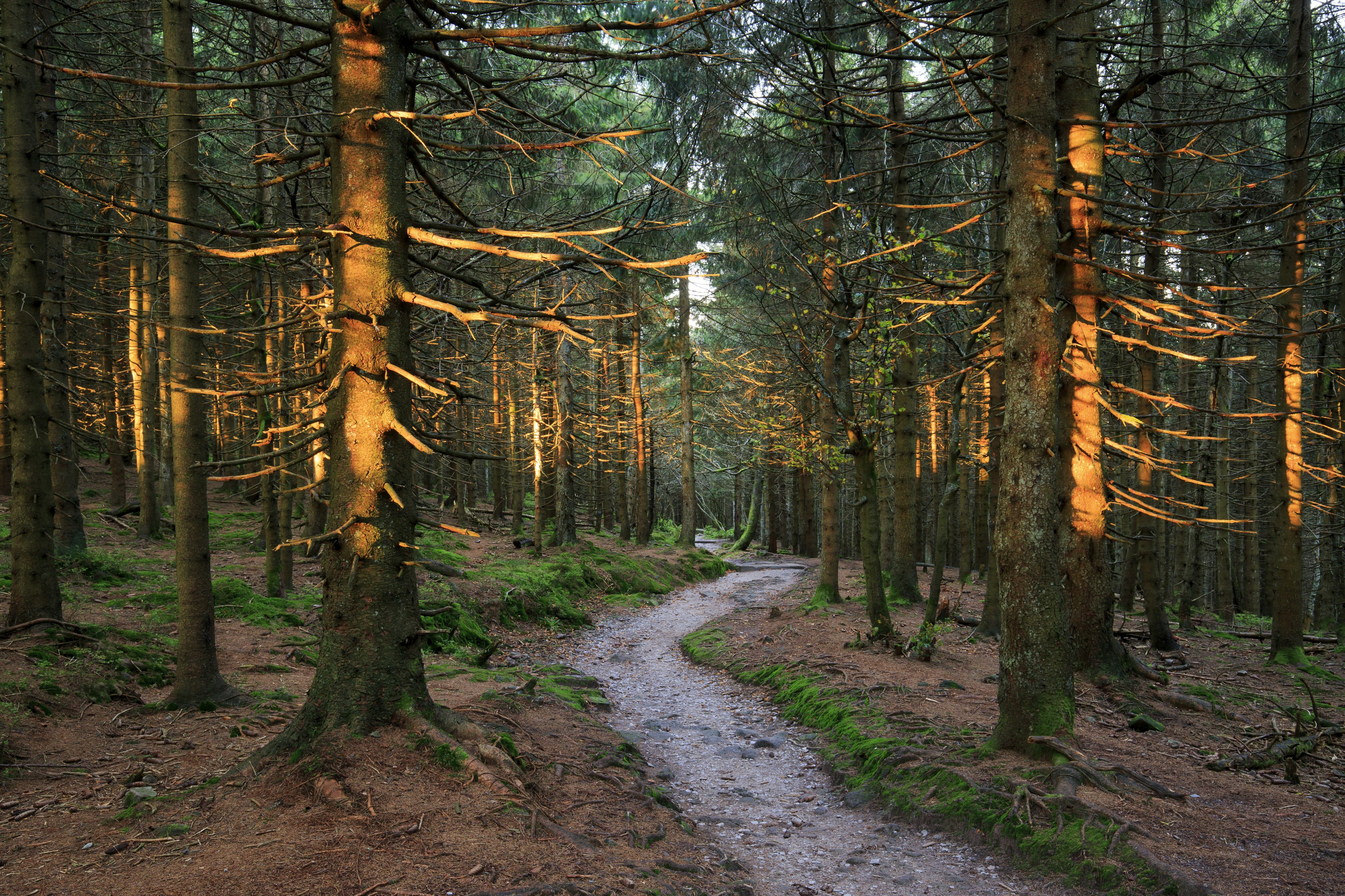 A path through trees in the Black Forest National Park, Germany