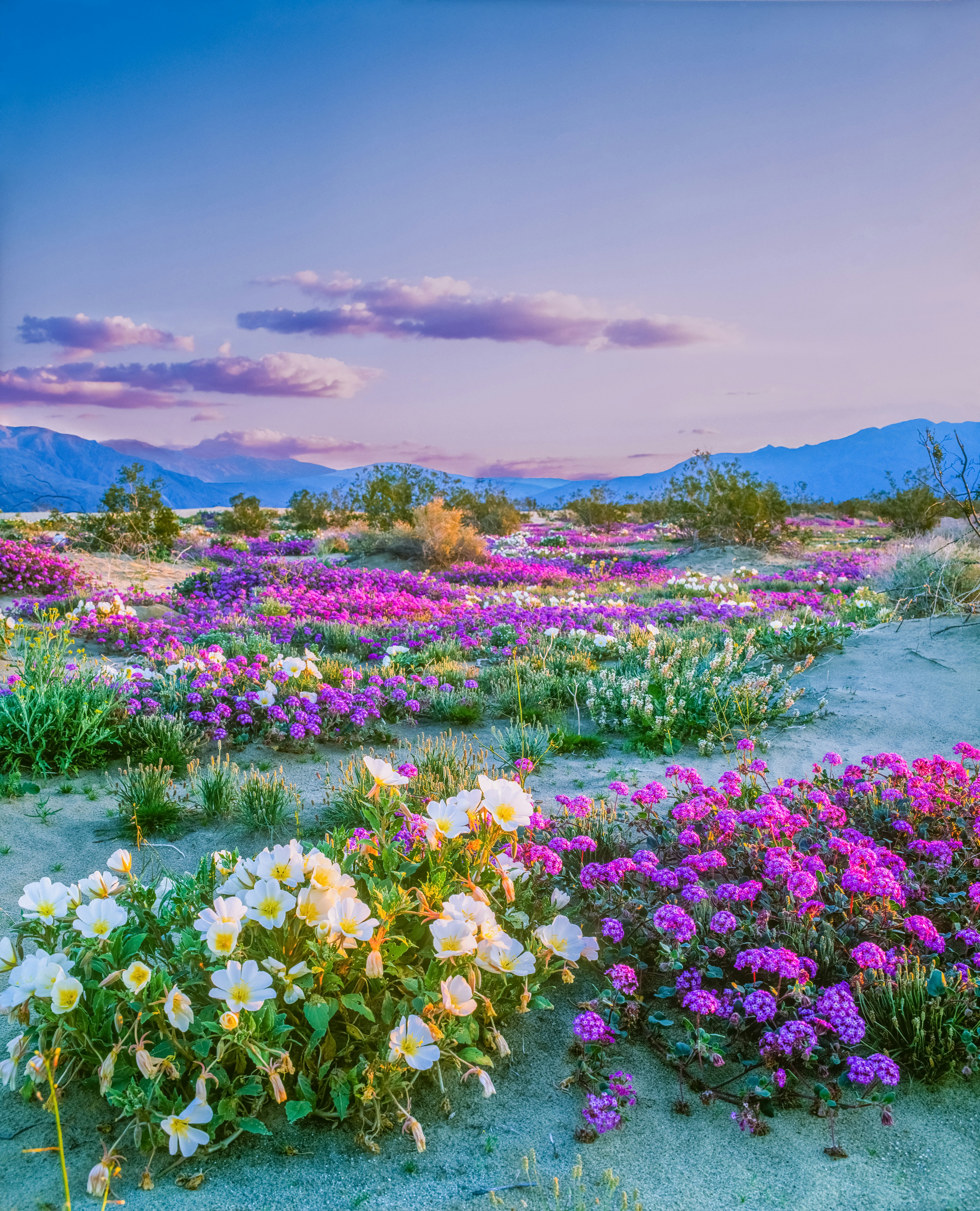 Spring wildflowers Anza Borrego Desert State Park, California