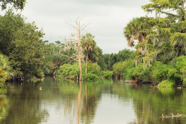 Bayou trees dotted around a lake in City Park, New Orleans