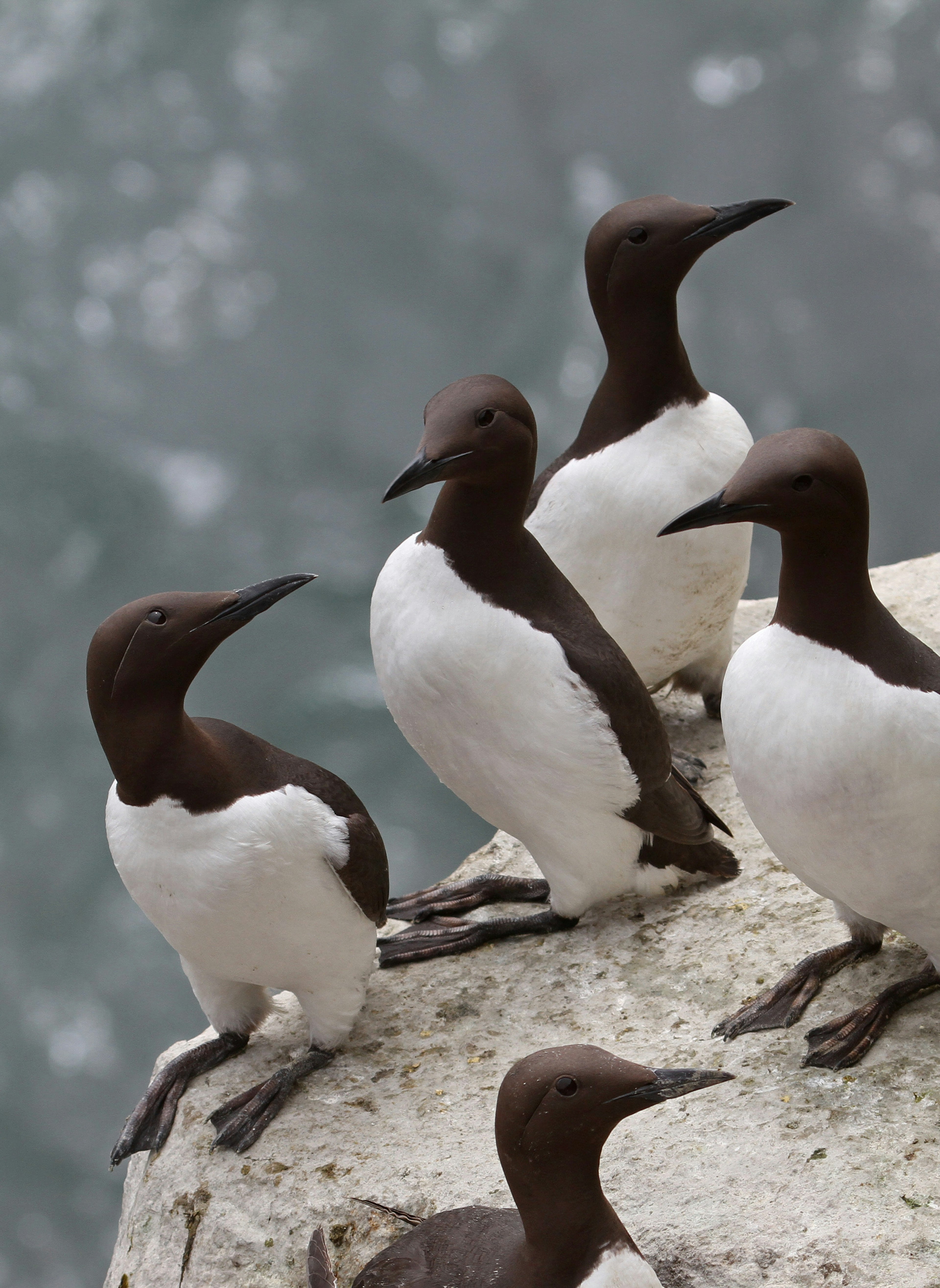 Small group on rock in full breeding plumage Guillemot 03 - Uria aalge