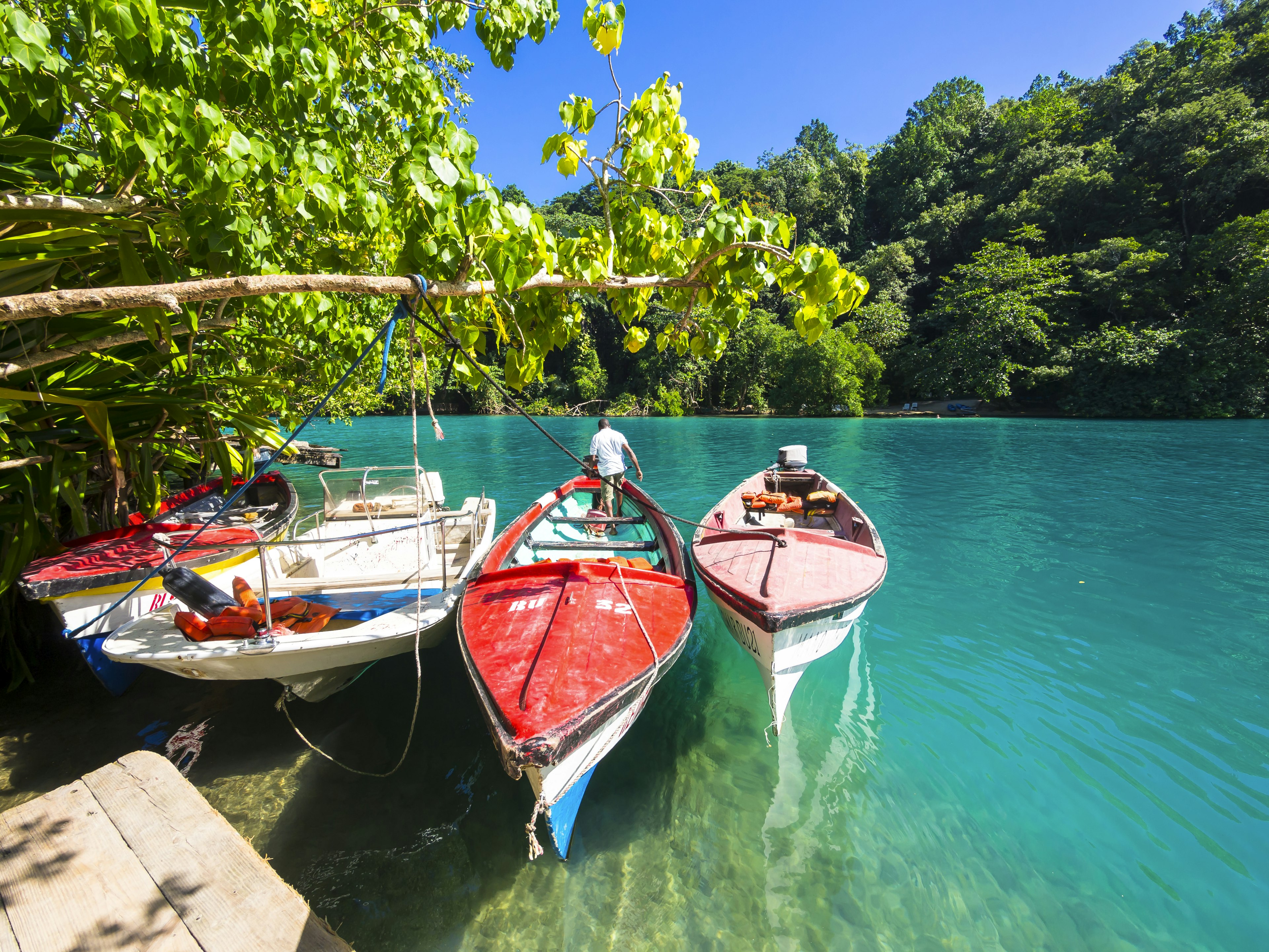 Three multi-coloured boats tied against a tree in Jamaica's Port Antonio