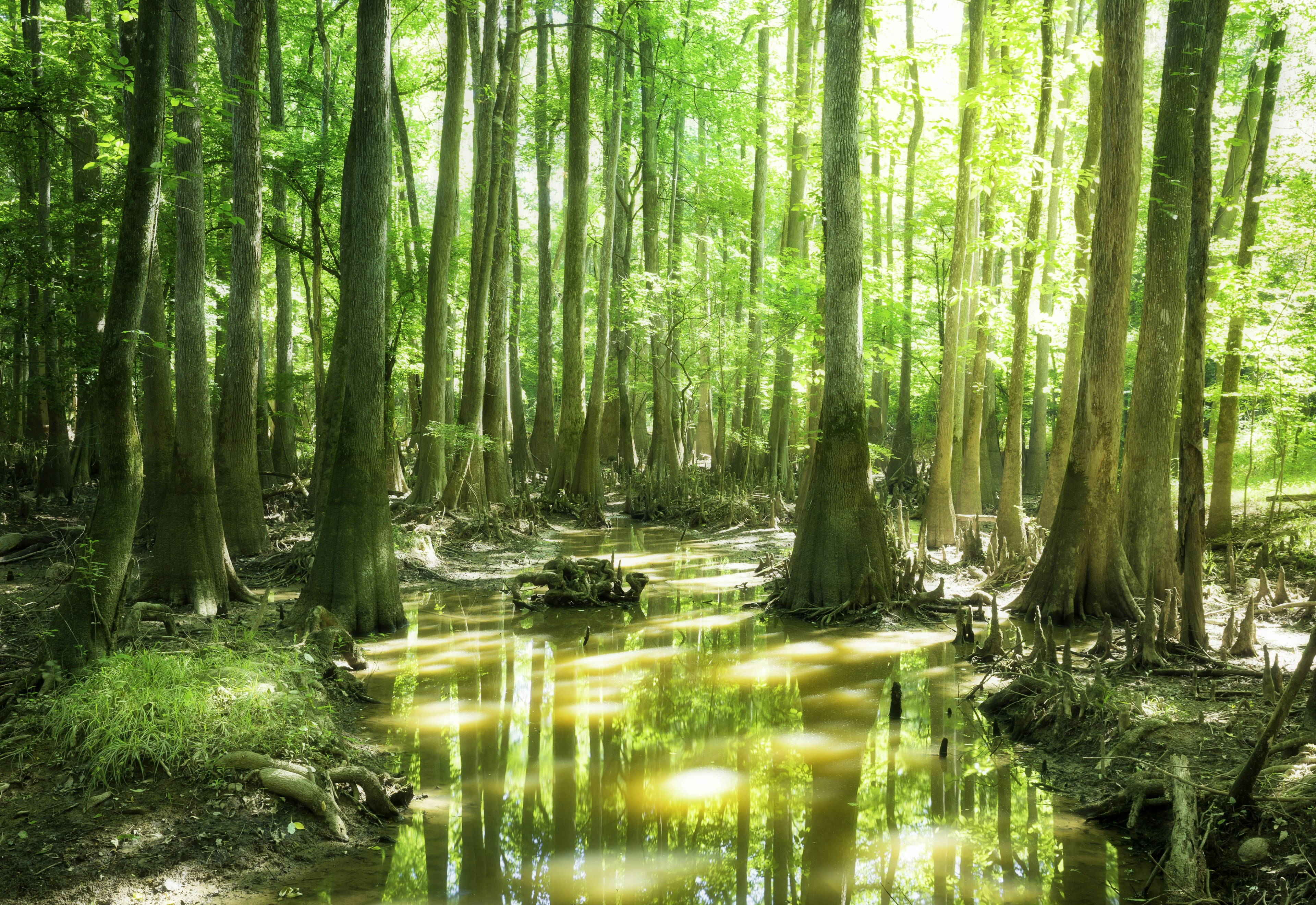 Tall trees with light filtering through in Congaree National Park, South Carolina