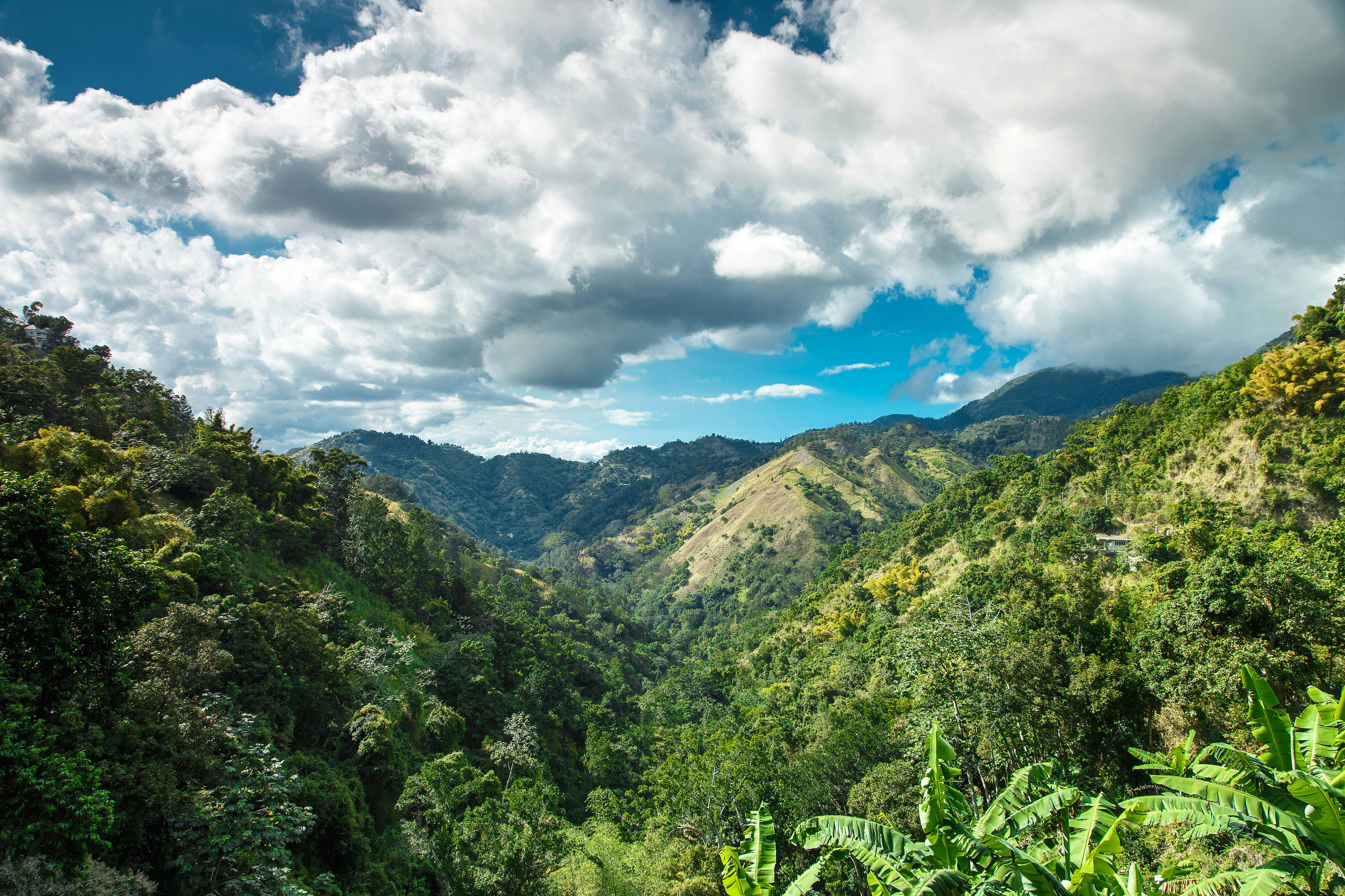 Jamaica blue mountains