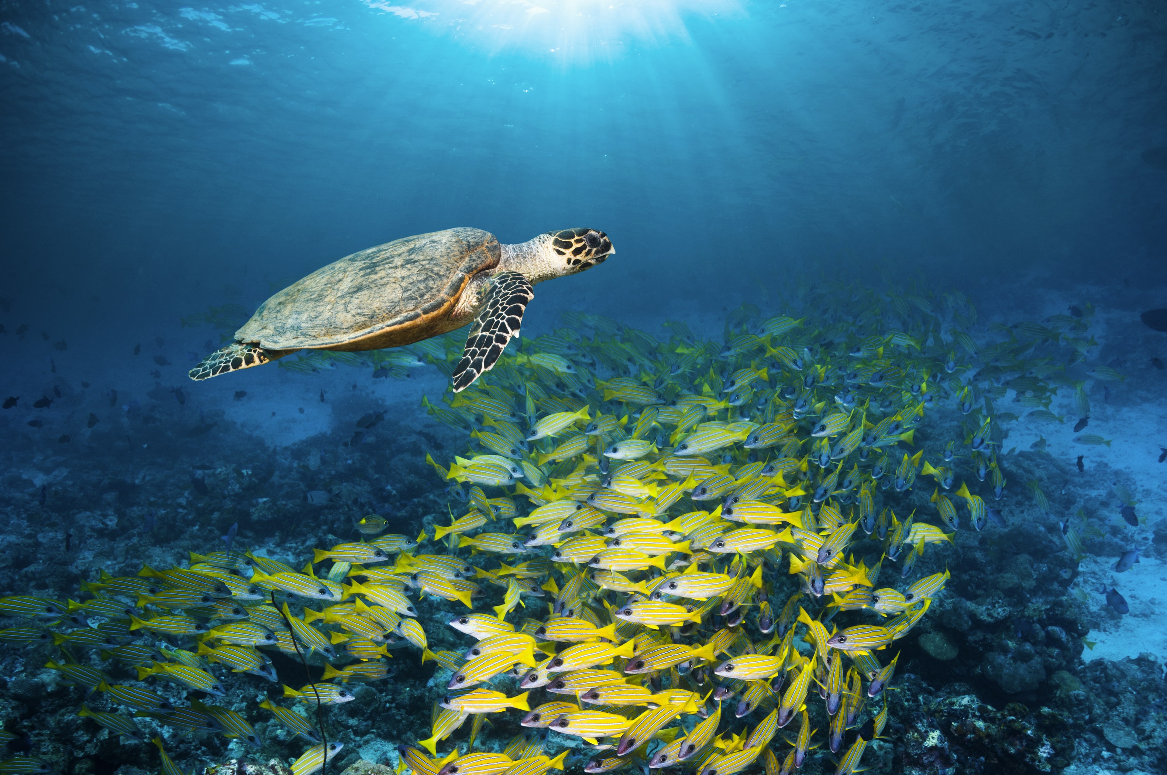 A Hawksbill turtle swimming with a large school of Kasmira or Blueline snappers over coral reefs in The Maldives