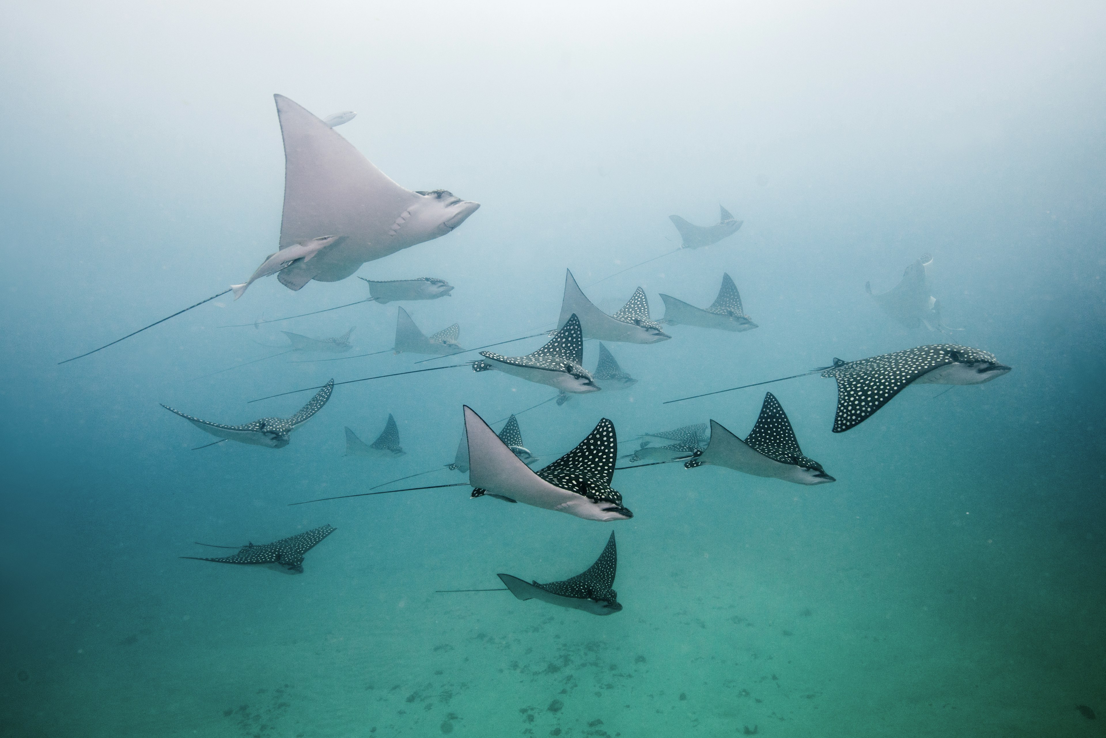 Spotted eagle rays swimming by