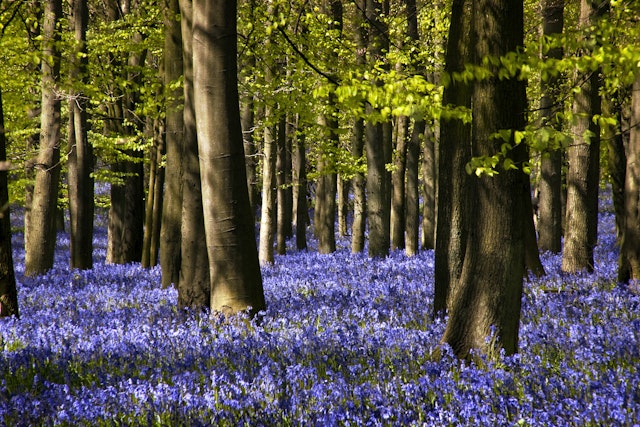 Bright blue bluebells cover the ground in woodland