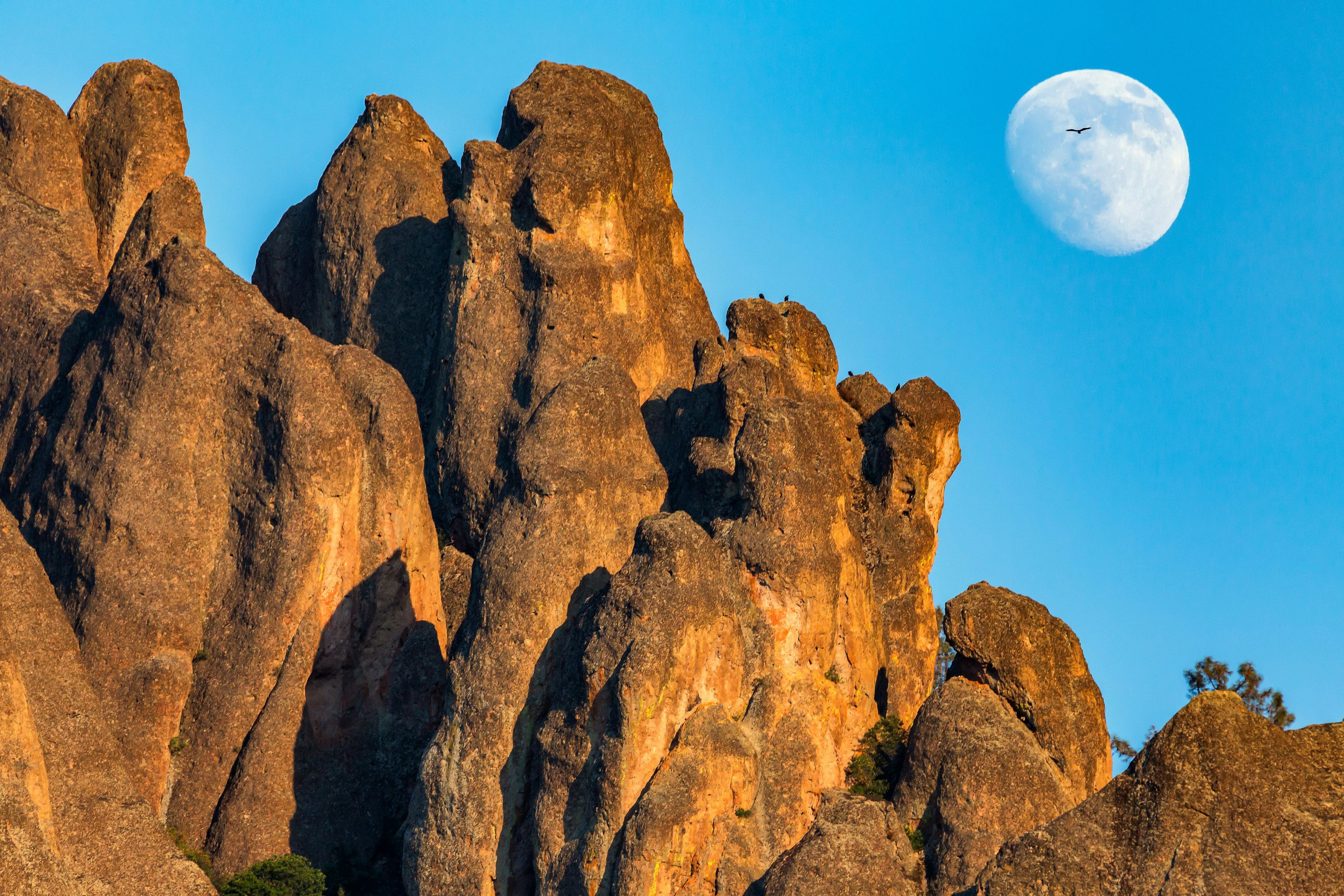 A condor flies across an almost full moon that has risen over jagged rock formations at Pinnacles National Park