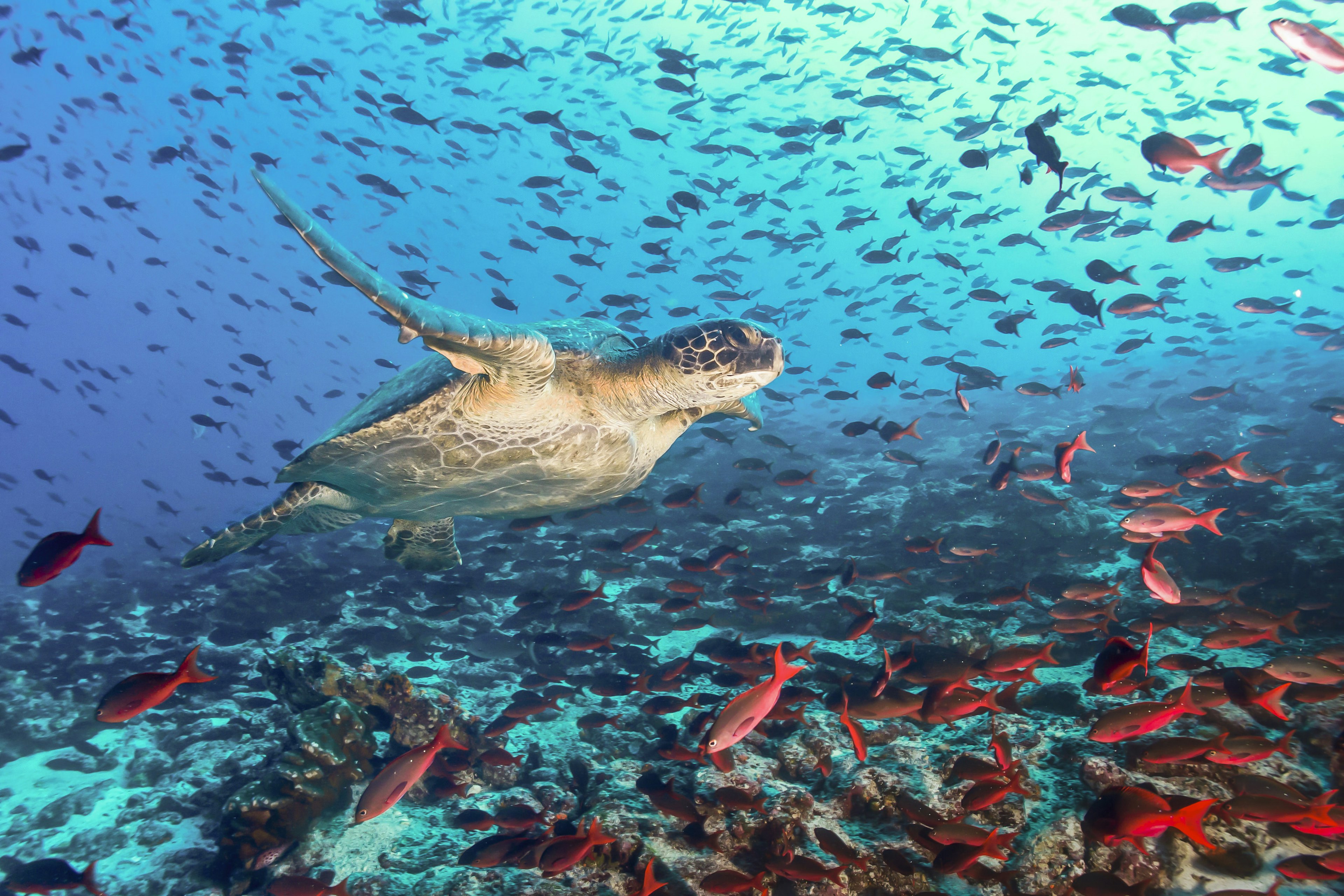 A turtle swimming across a school of red fish in the Galapagos.