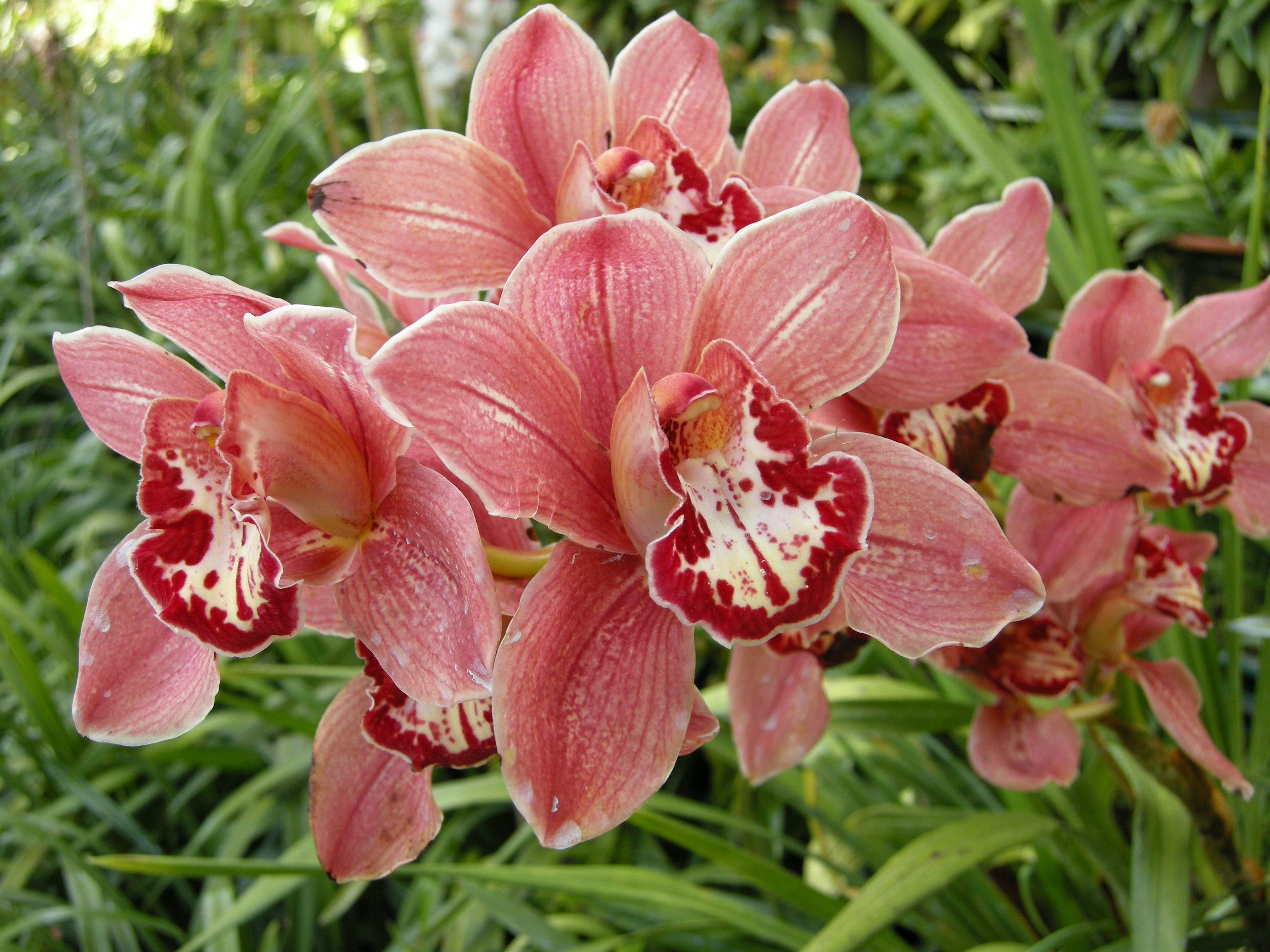 Salmon-pink cattleya orchids