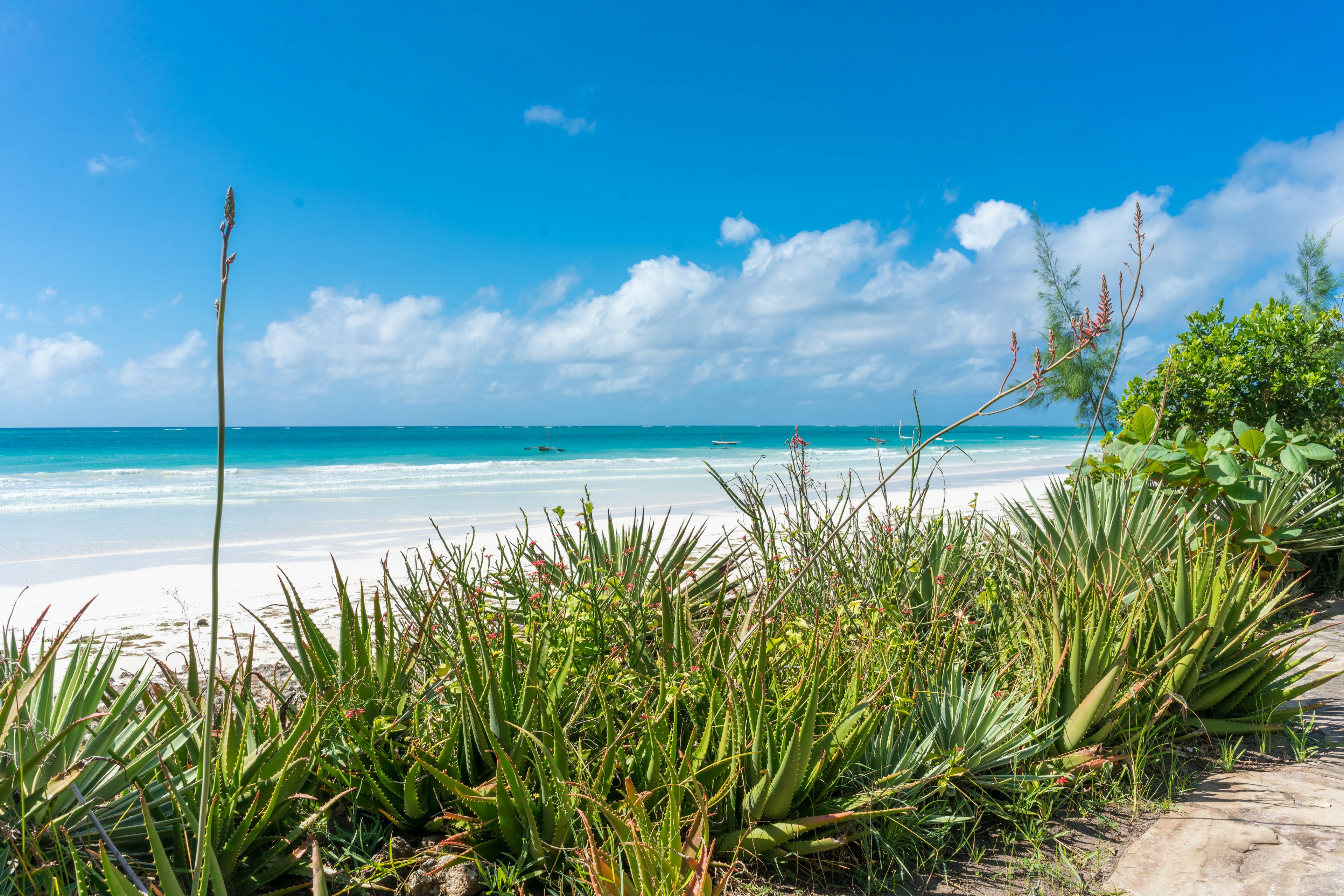 Lush green shrubs frame the photograph of the bright blue and white sands of Diani Beach