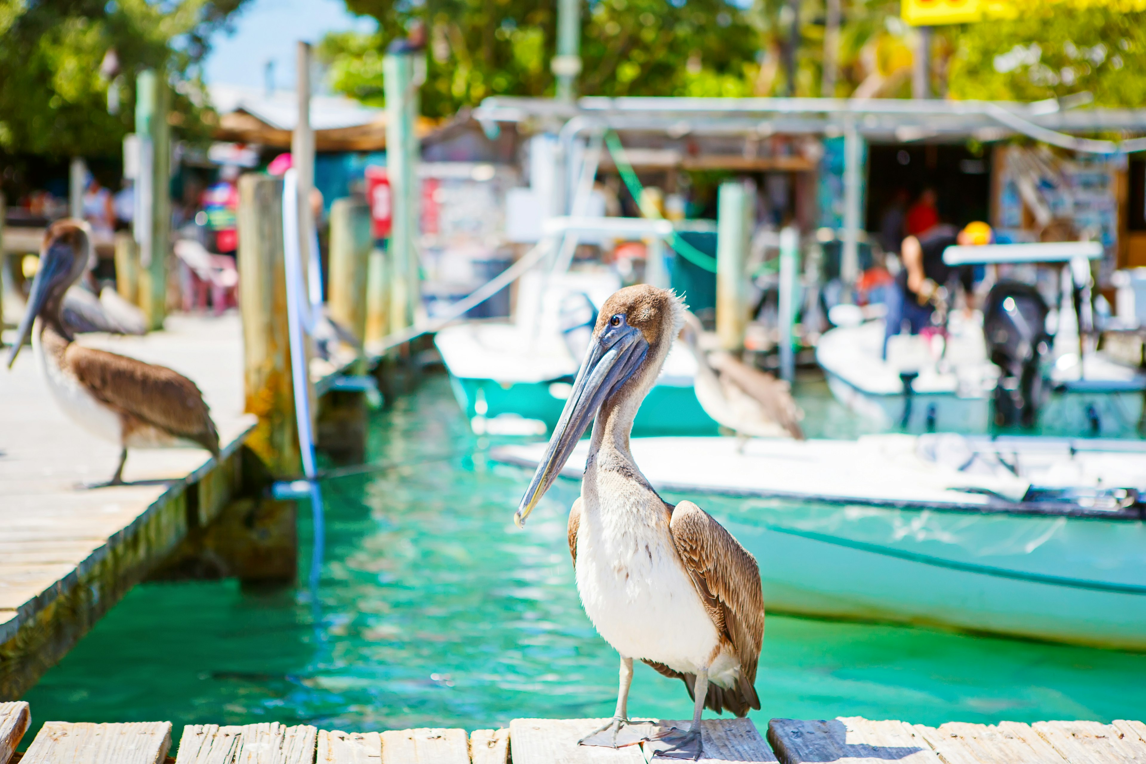 A large brown and white pelican waits on a harbour jetty for fish to come in off the boats