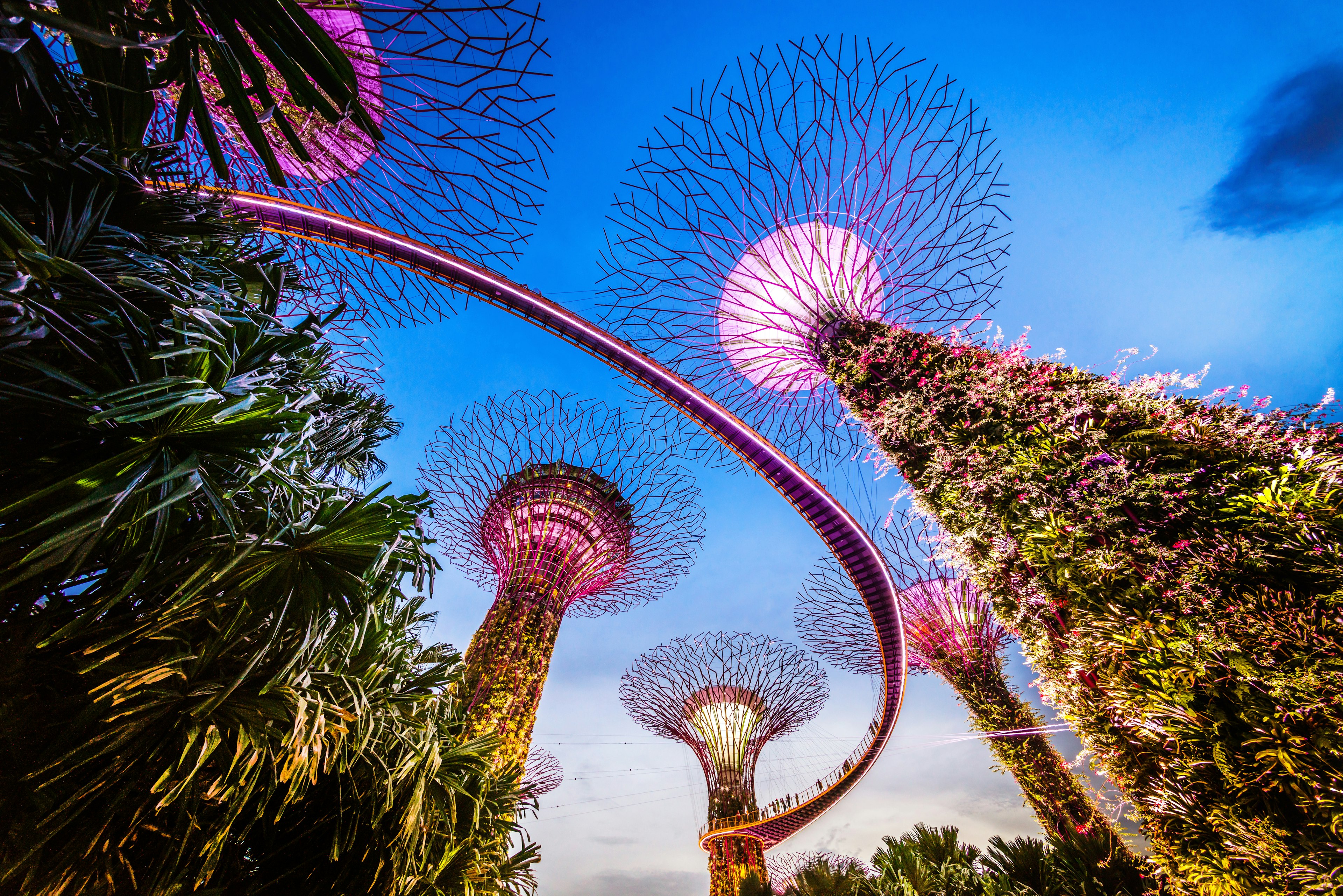 Singapore Supertrees and Skywalk in Gardens by the bay