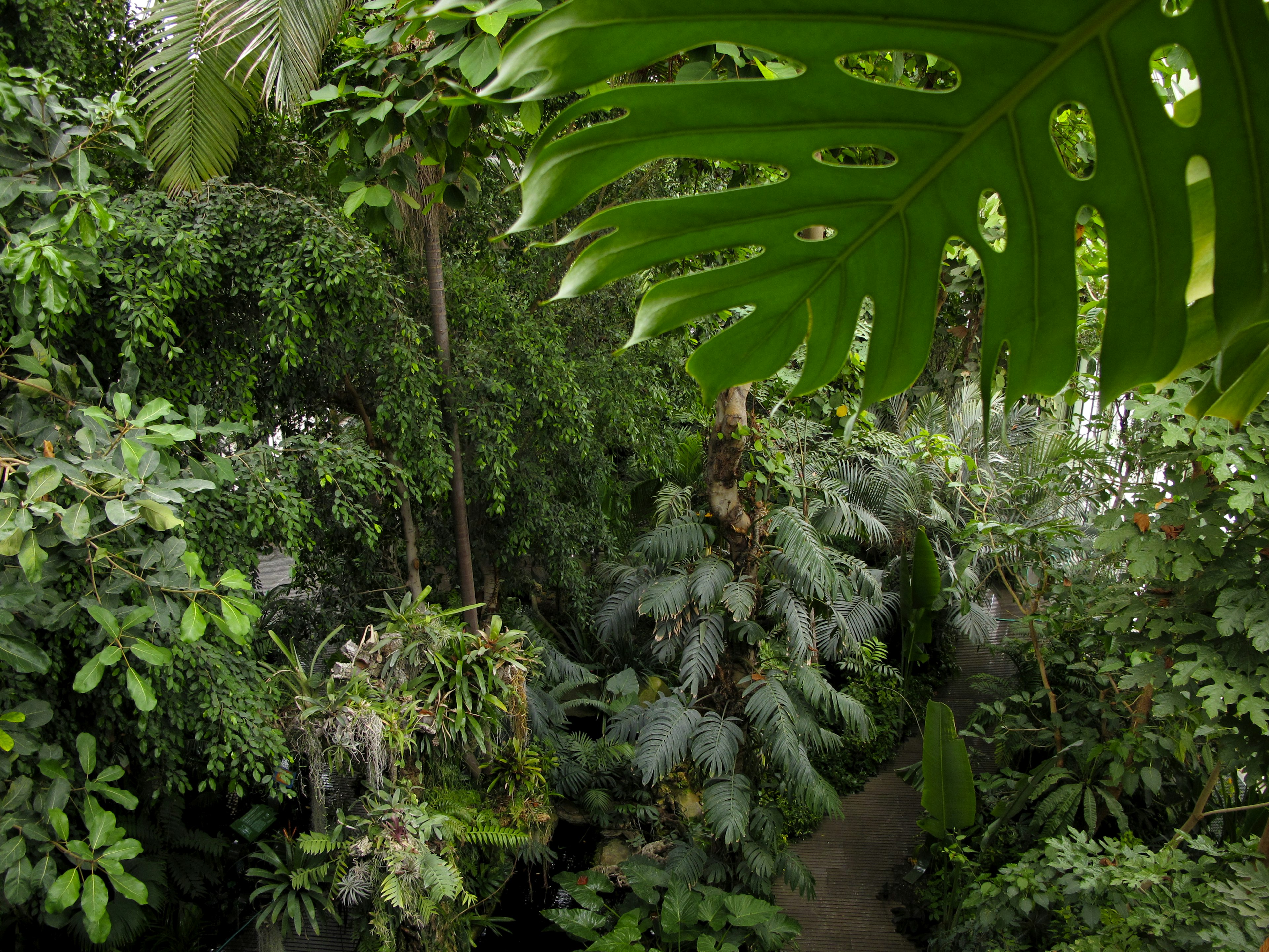 A lush tropical greenhouse is filled with plants.