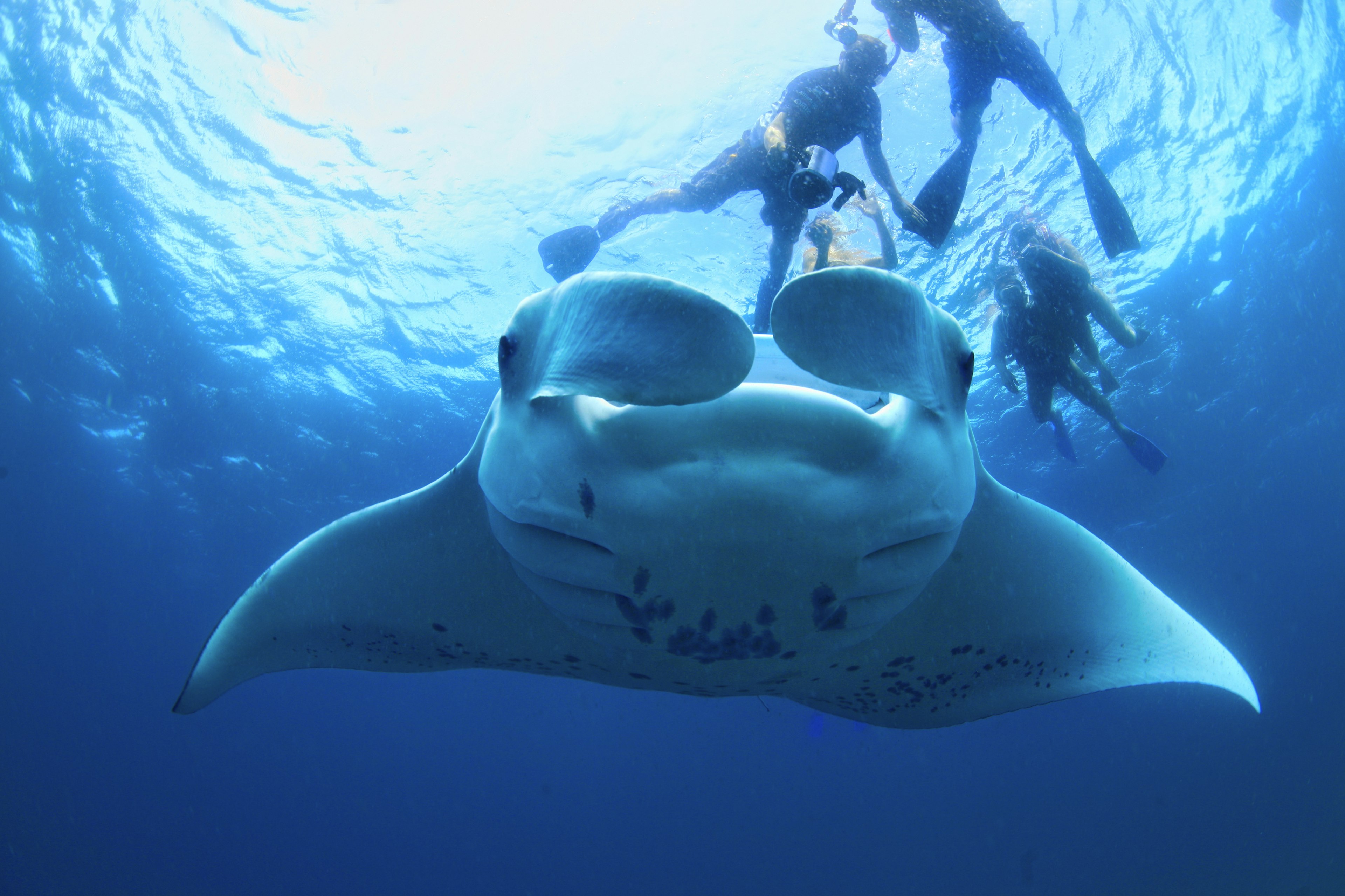 Snorkelers filming and swimming near a manta ray in Hanifaru Bay, Maldives