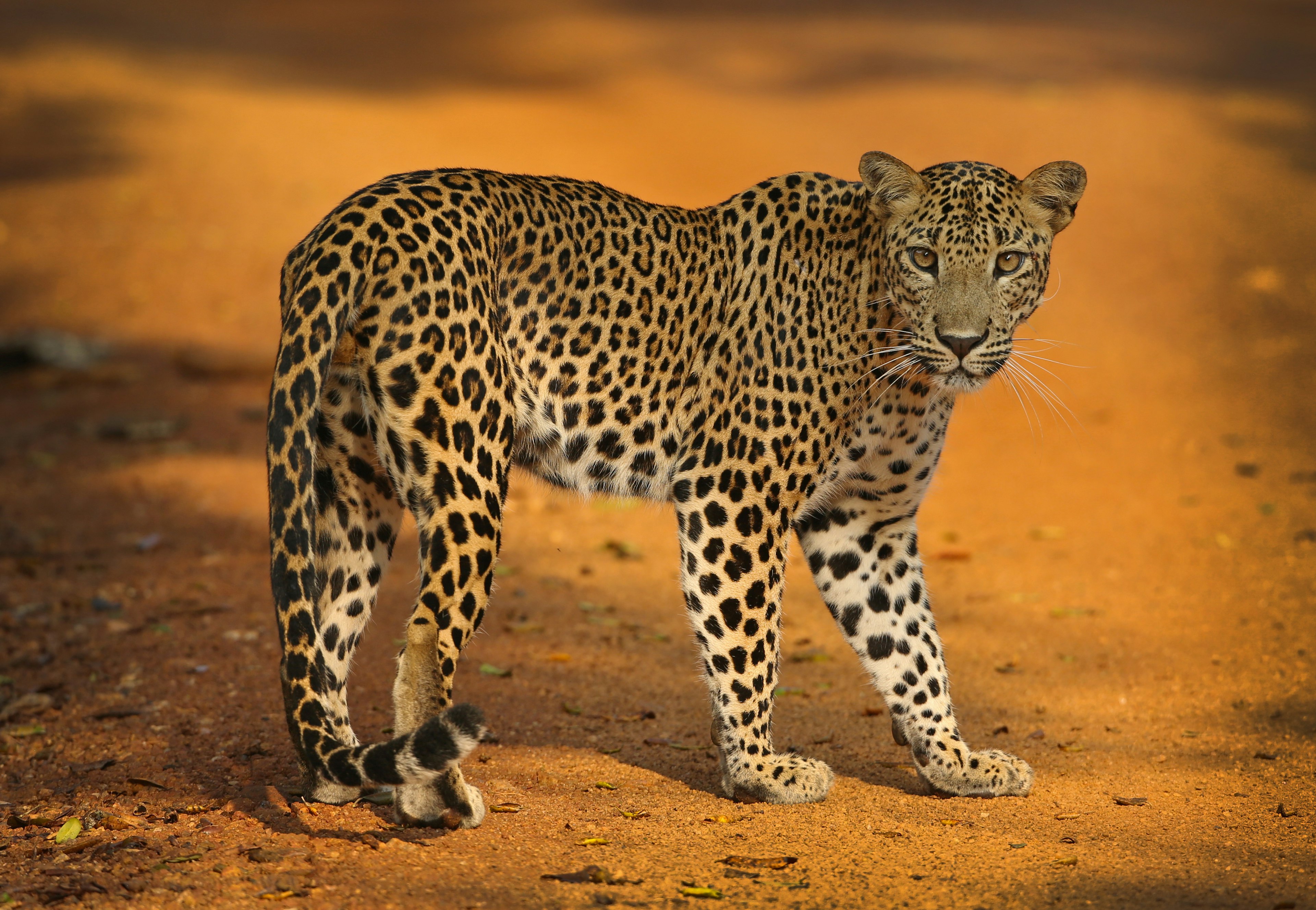 Sri Lankan Leopard