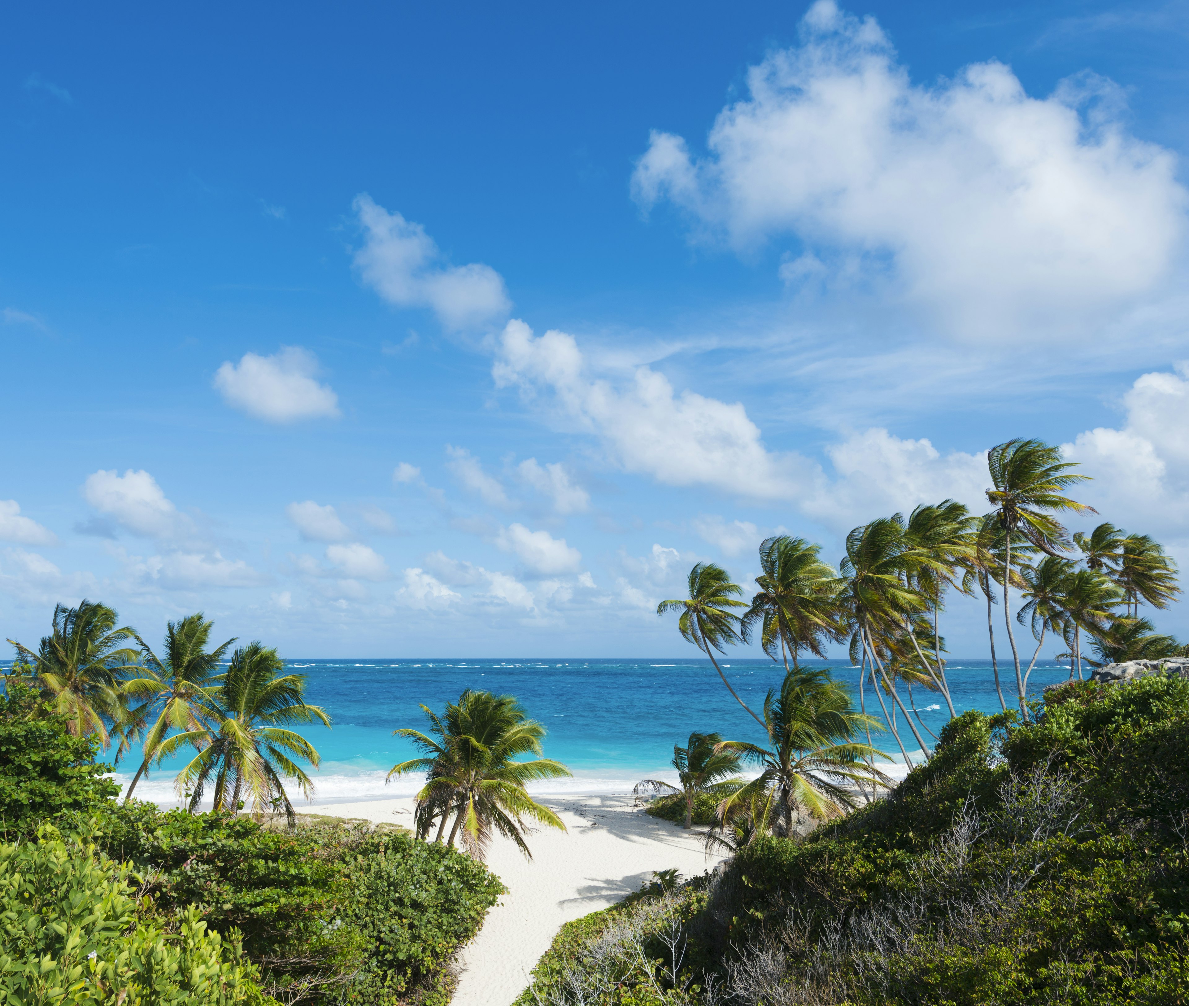 Empty sands and palm trees at Bottom Bay Beach in Barbados