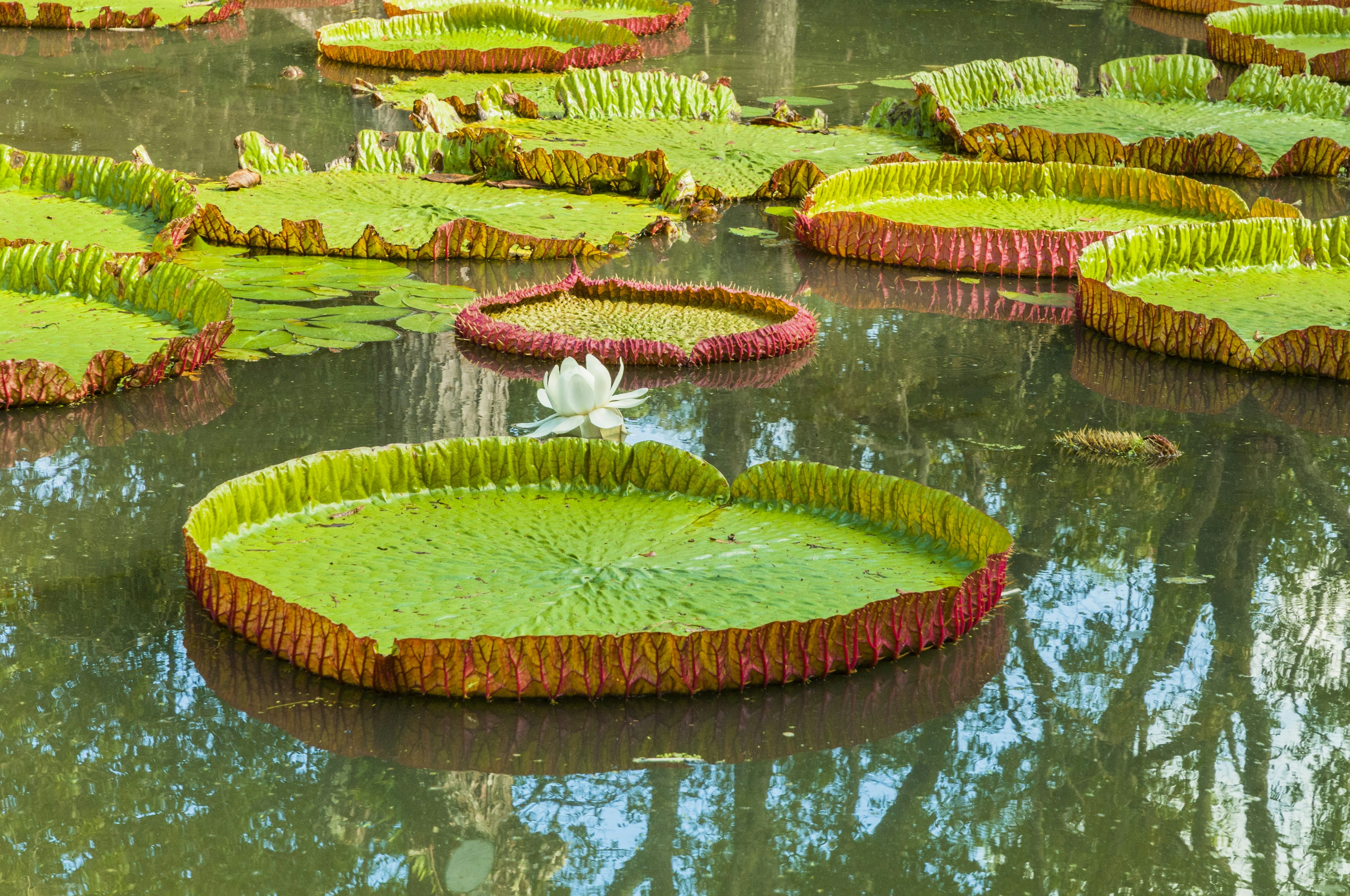 Giant water lilies at Pamplemousses' botanical gardens