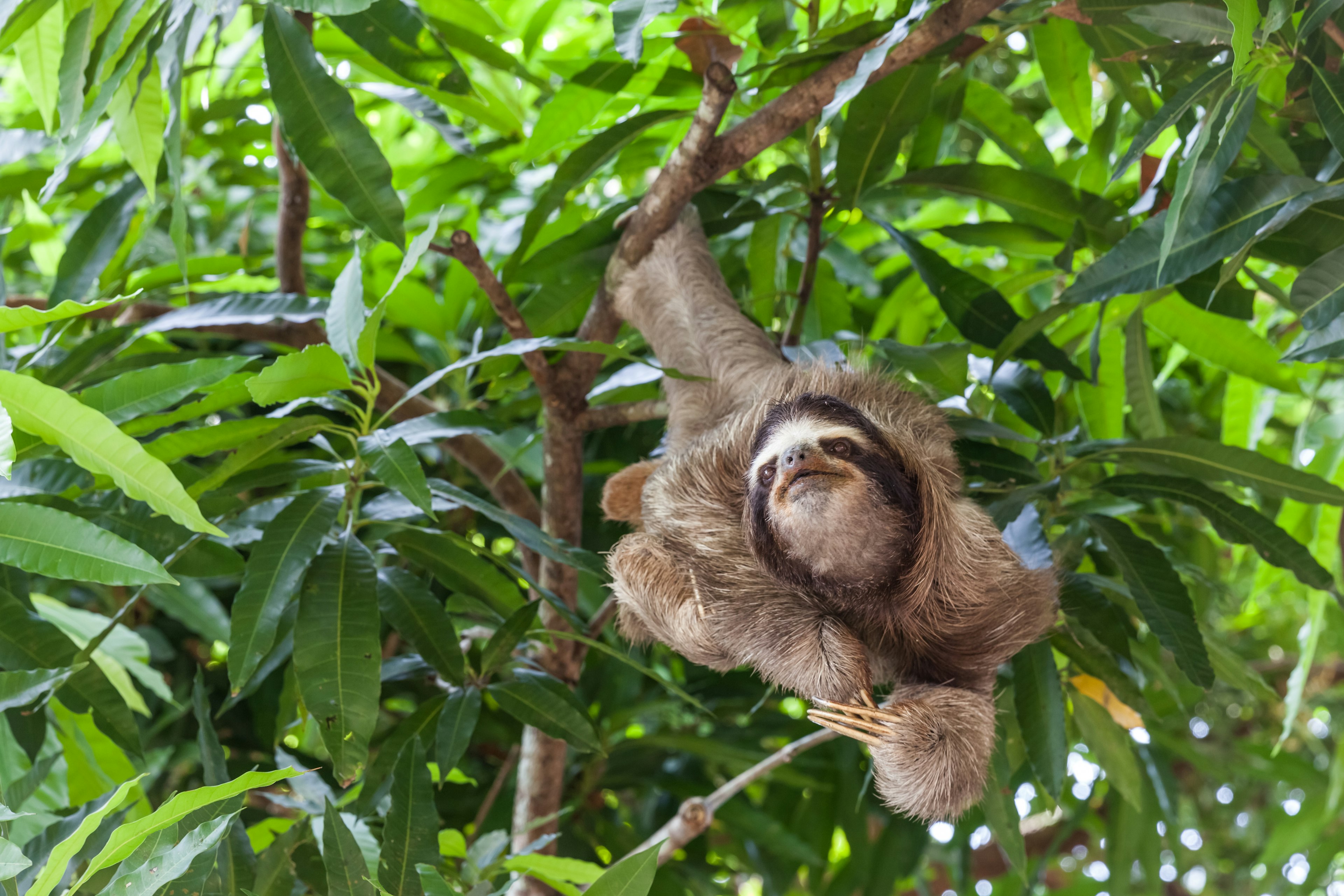 A sloth hangs in a tree in a forested area in Panama