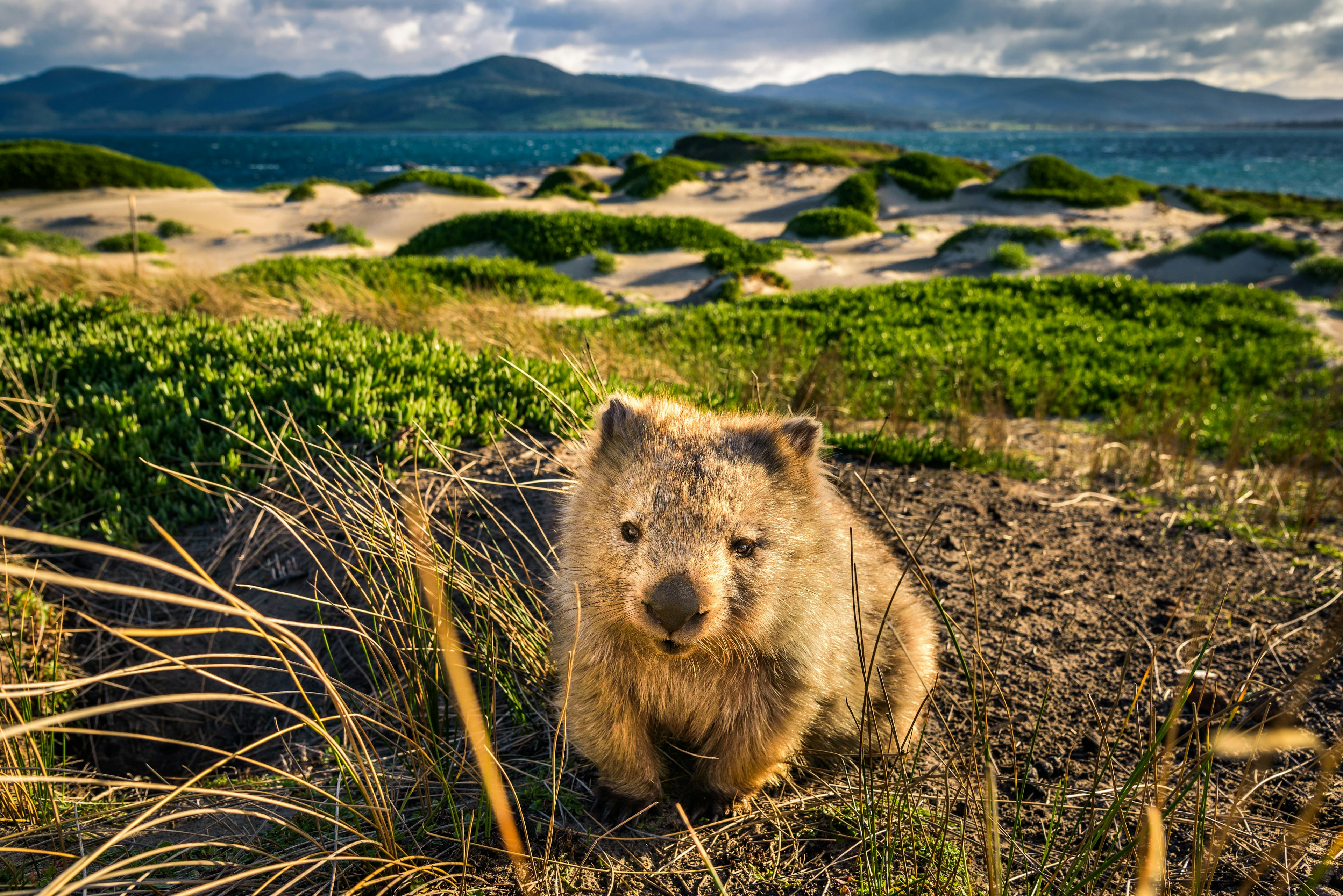 A wombat sits among sand dunes with some green vegetation. The sea is in the background