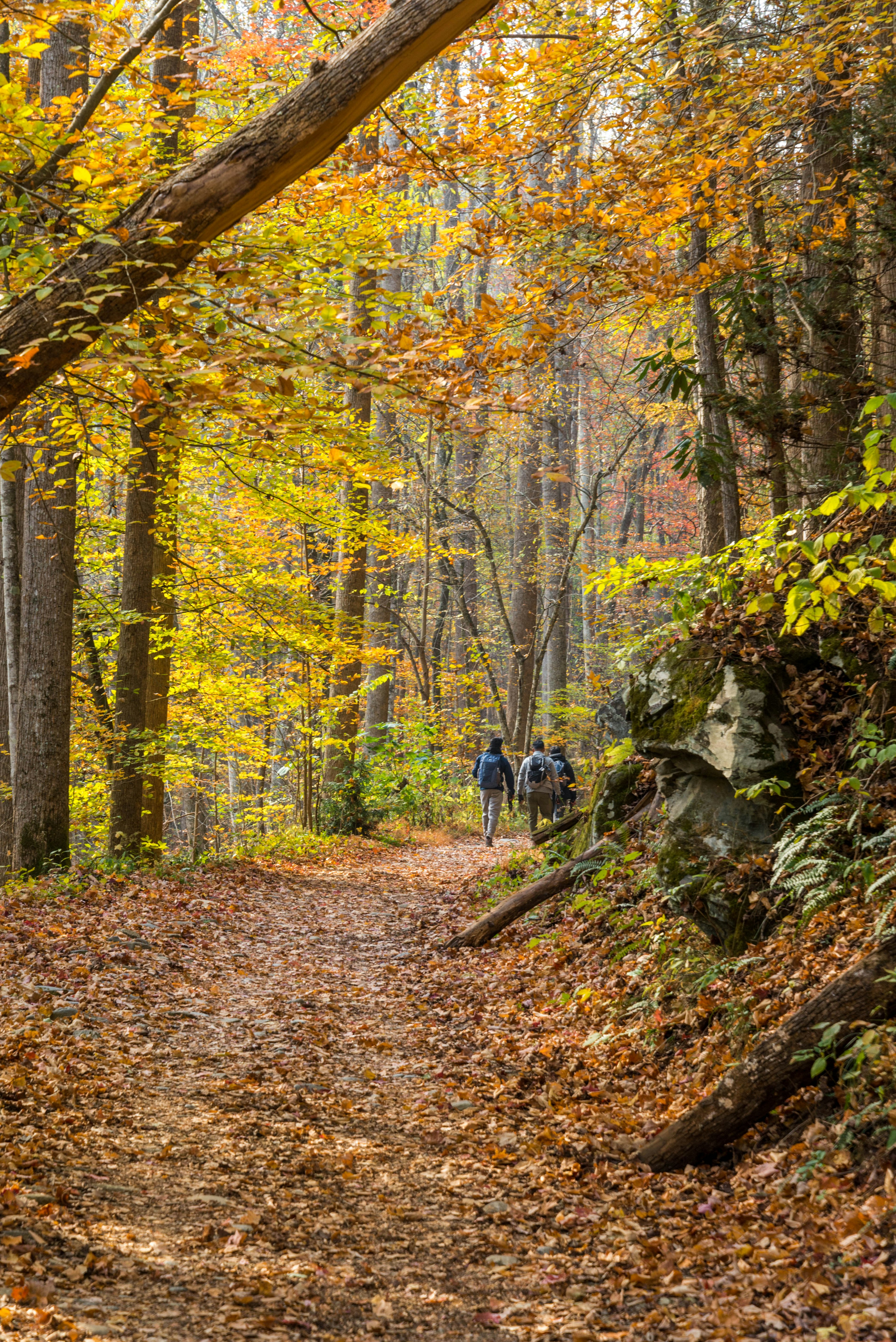 Hiking in Great Smoky Mountains National Park